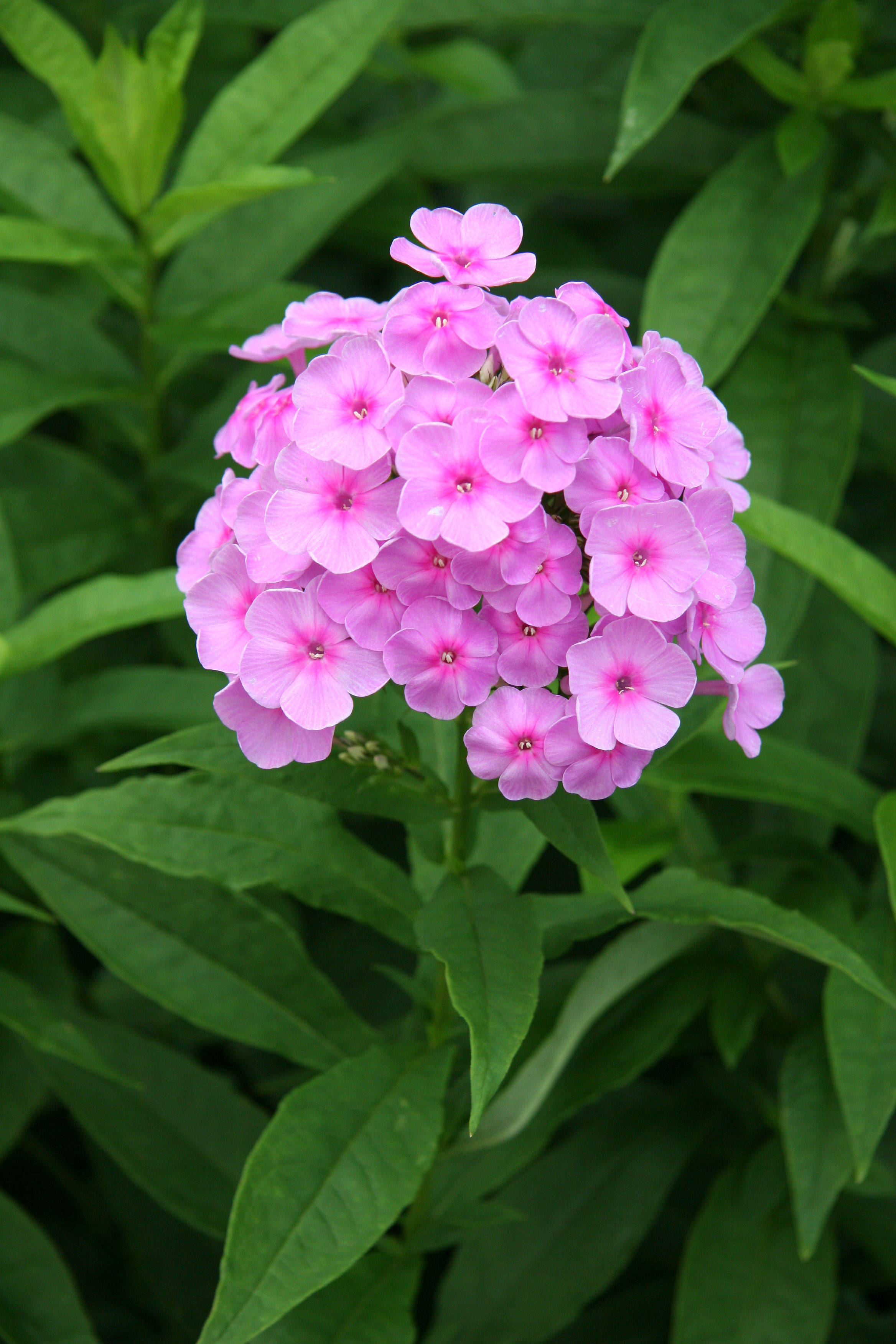 Pink Phlox