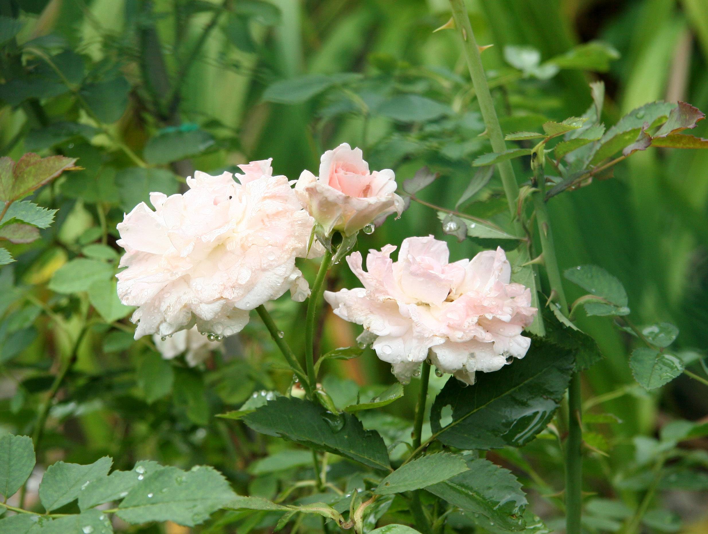 Morden Blush Roses