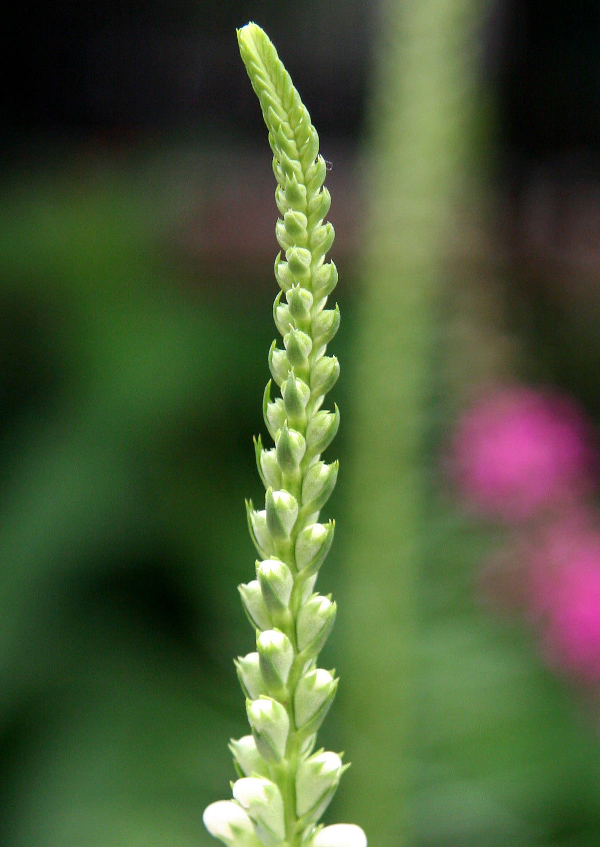 Physostegia, Liatris & Loosestrife