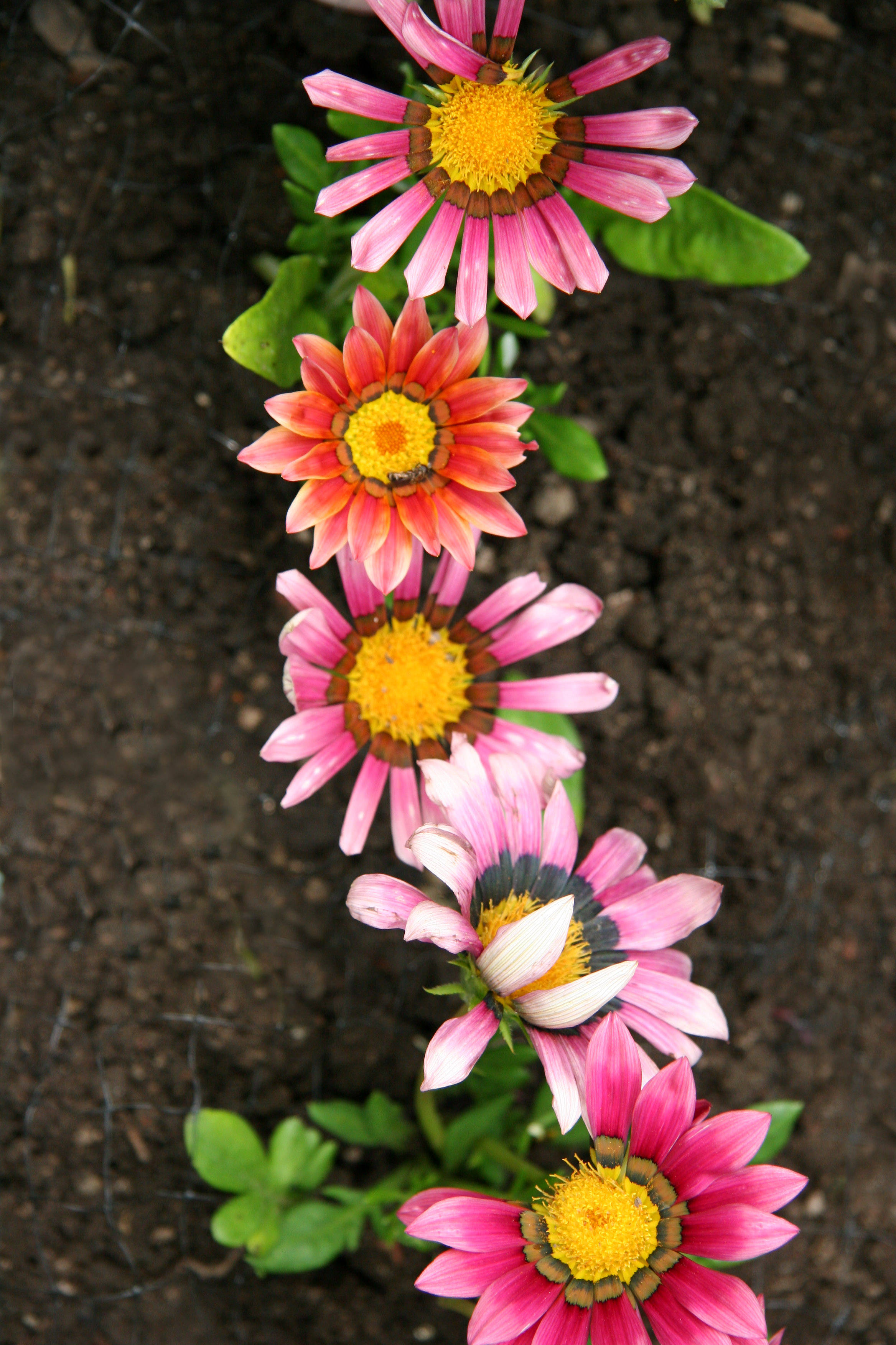 Gazania Asters