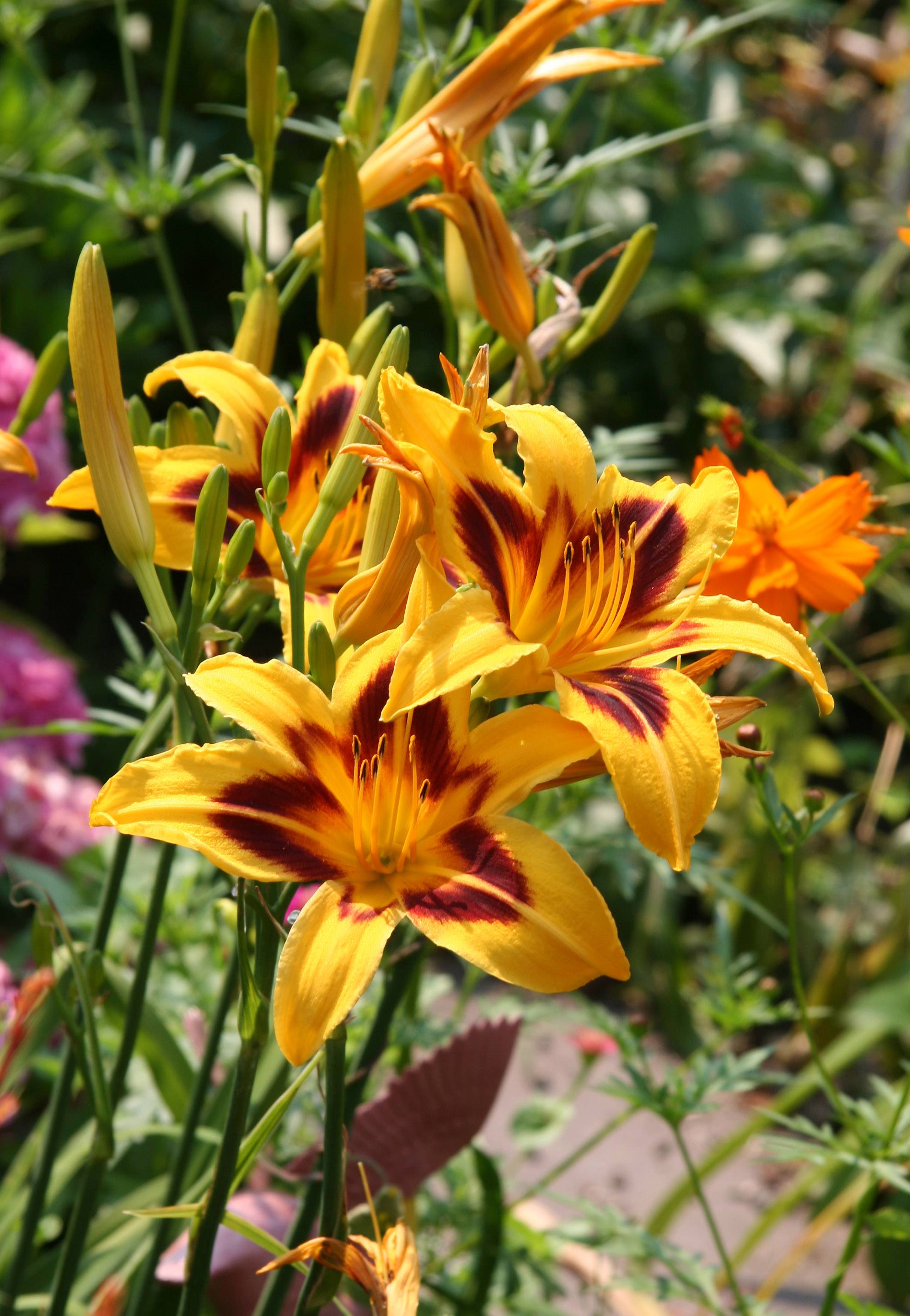 Day Lilies