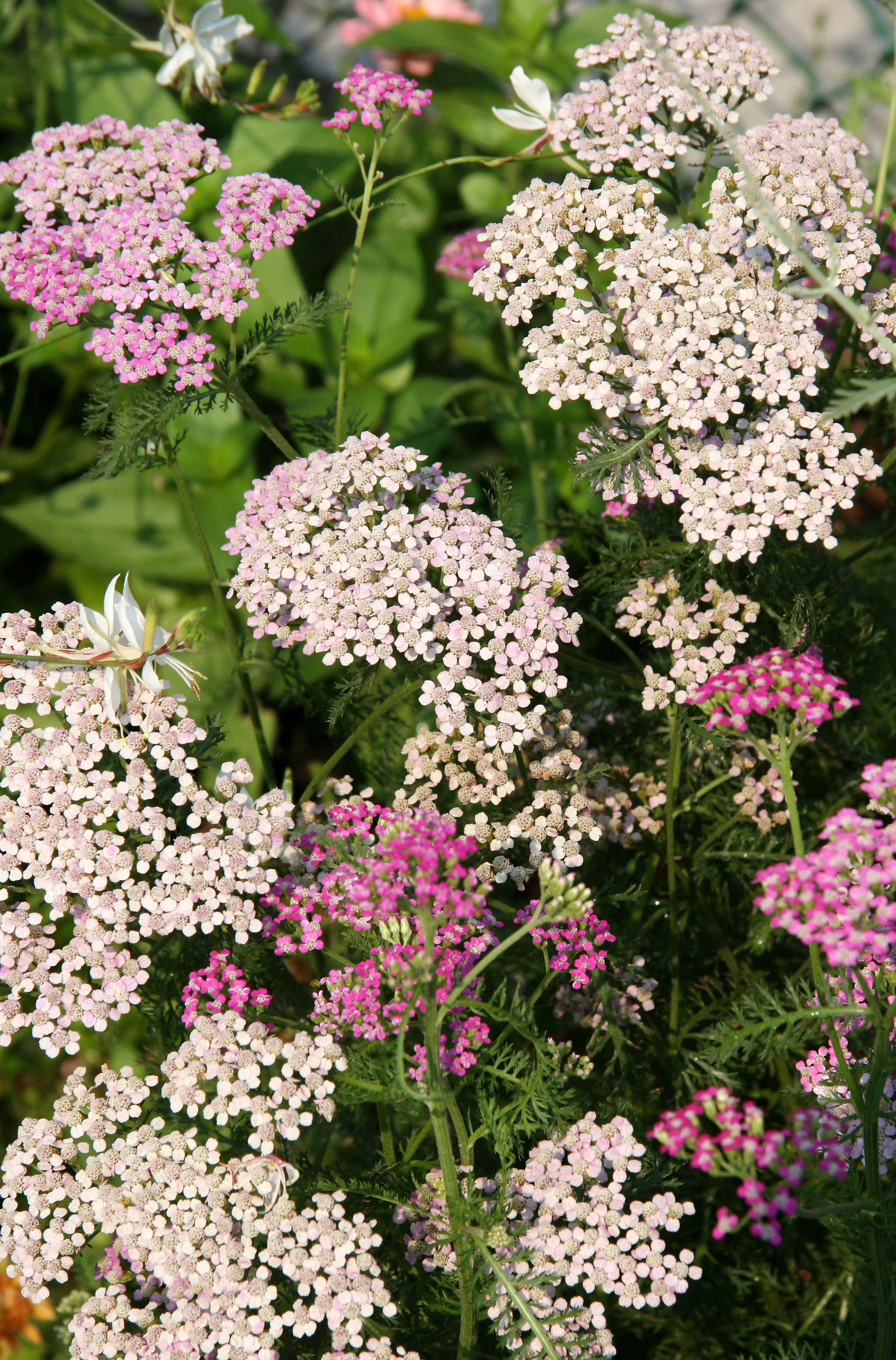 Yarrow