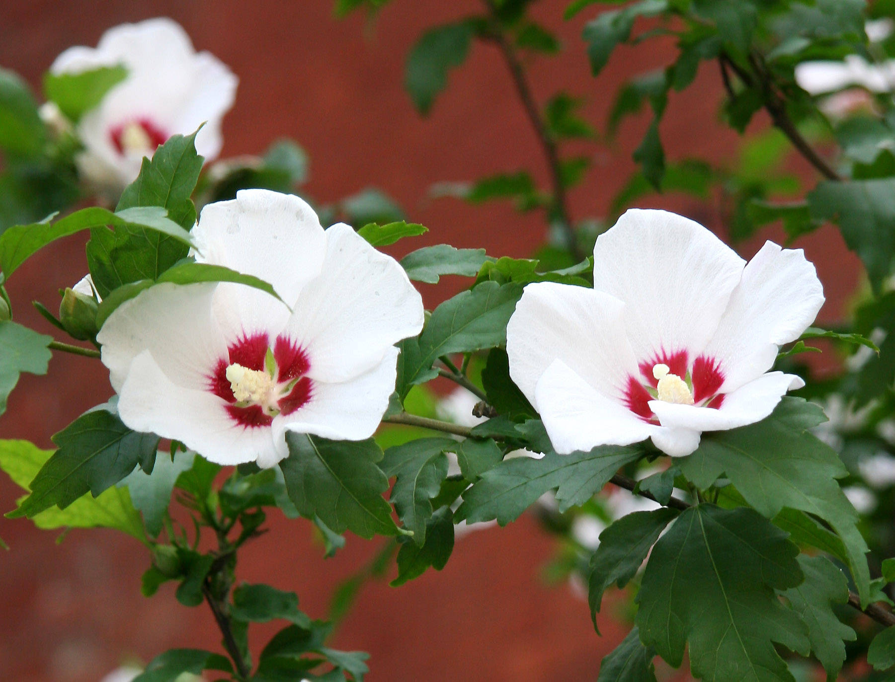 Hibiscus Blossoms on 5th Avenue