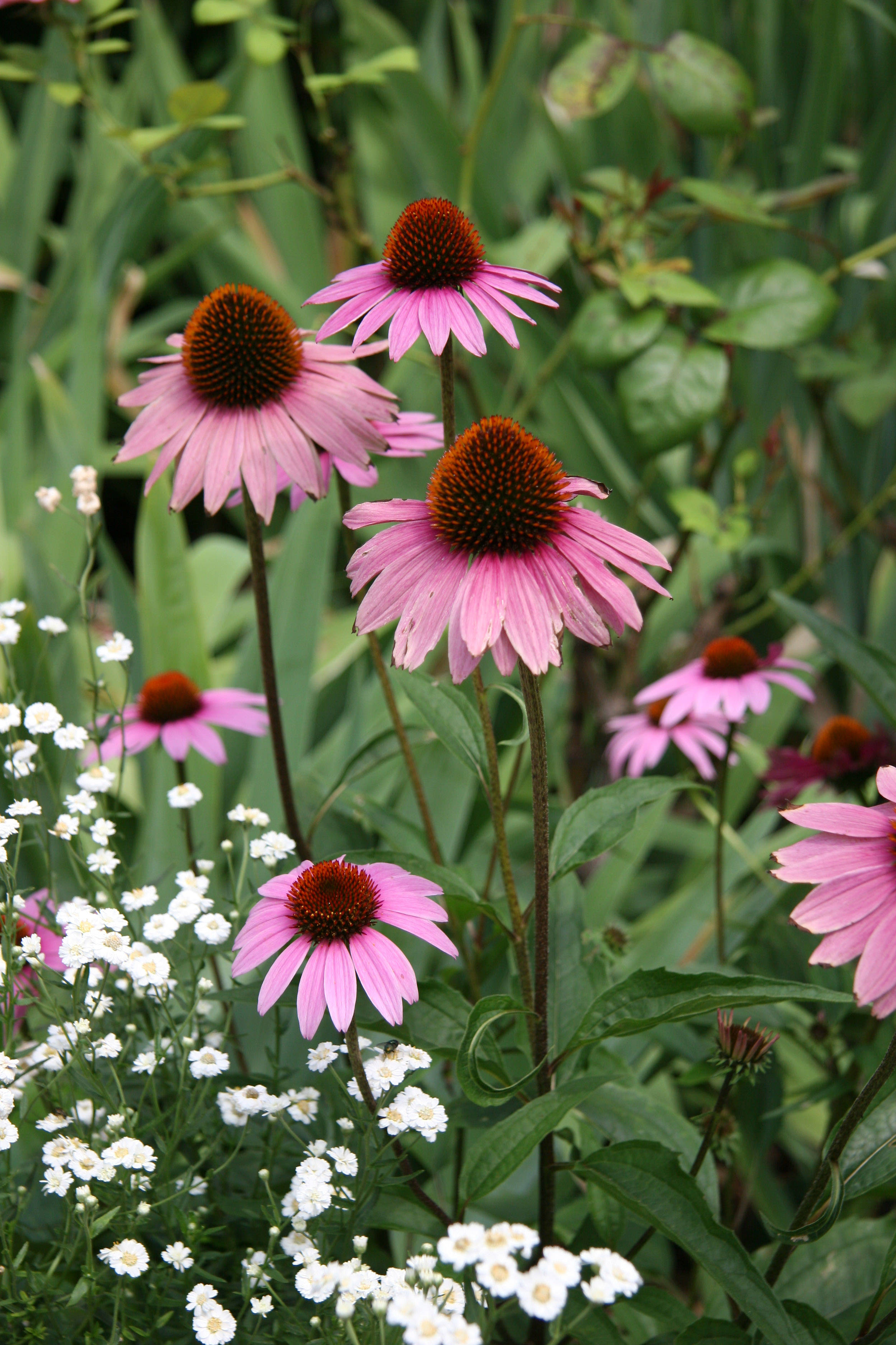 Enchinacea & Achillea