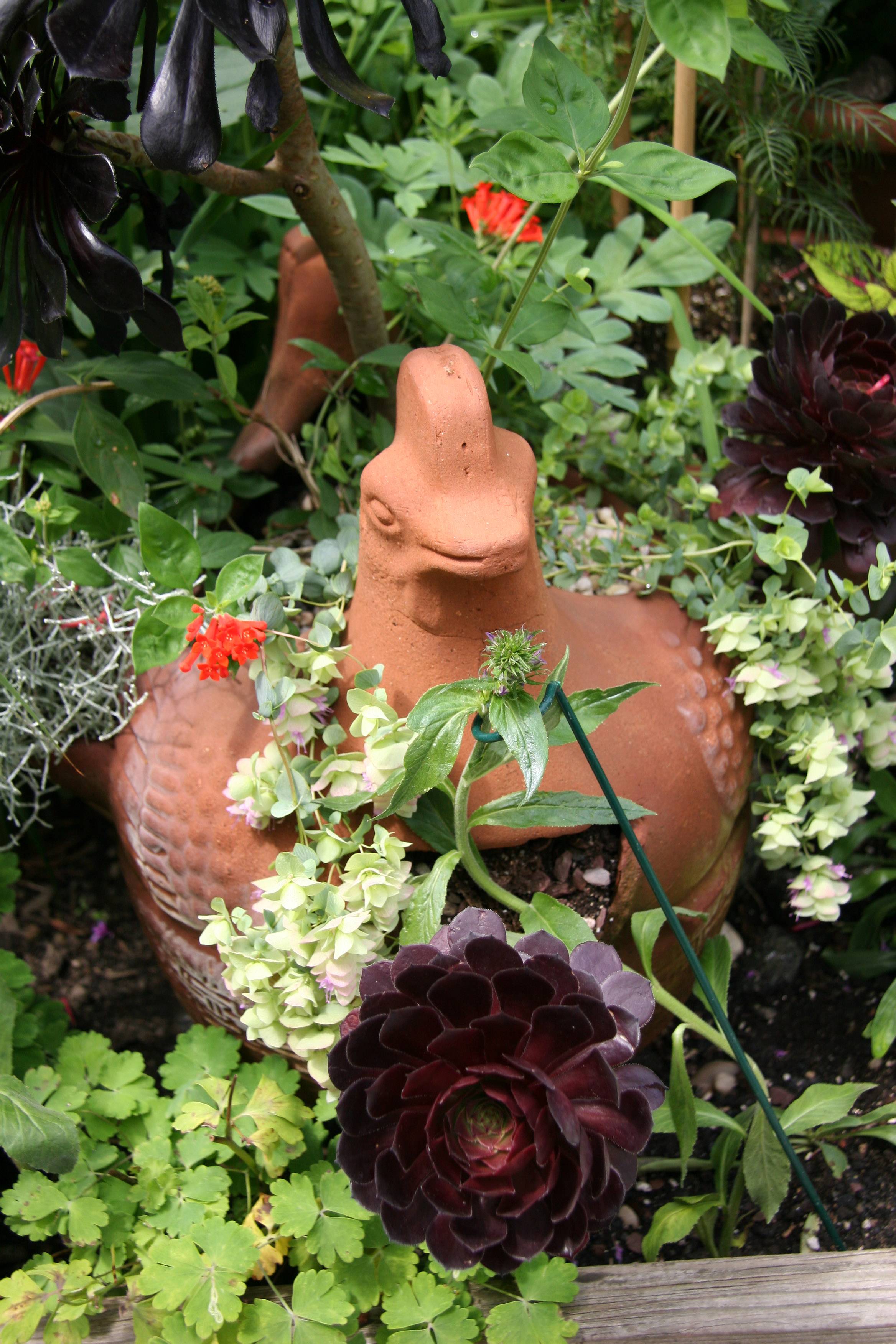Terracotta Hen Planter Arrangement