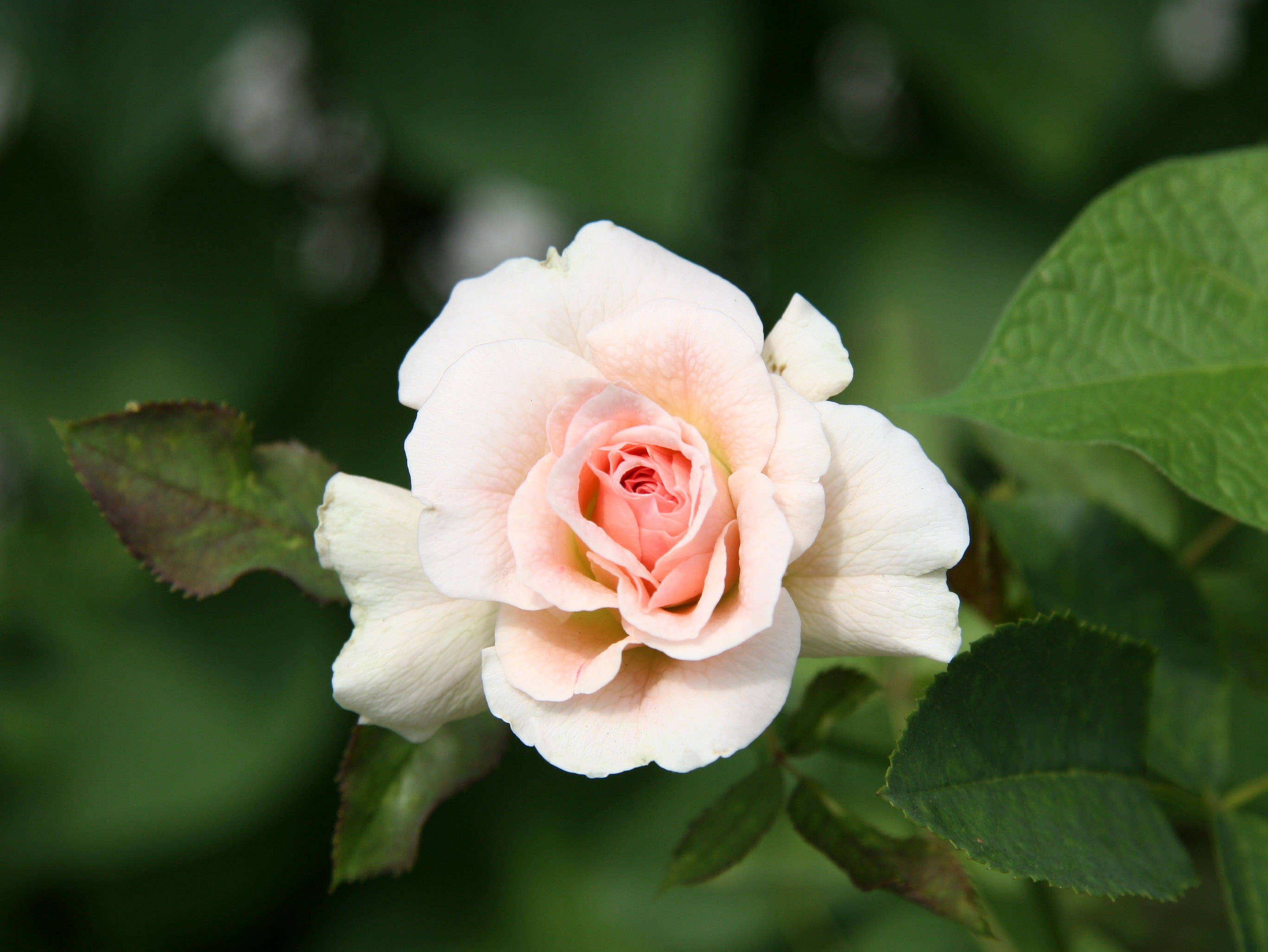 Morden Blush Rose Bud