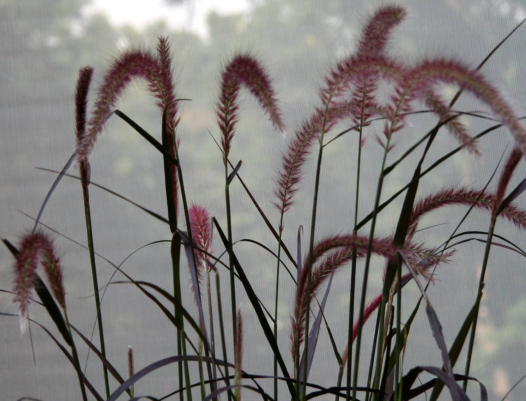 NYU Sidewalk Garden - Grass