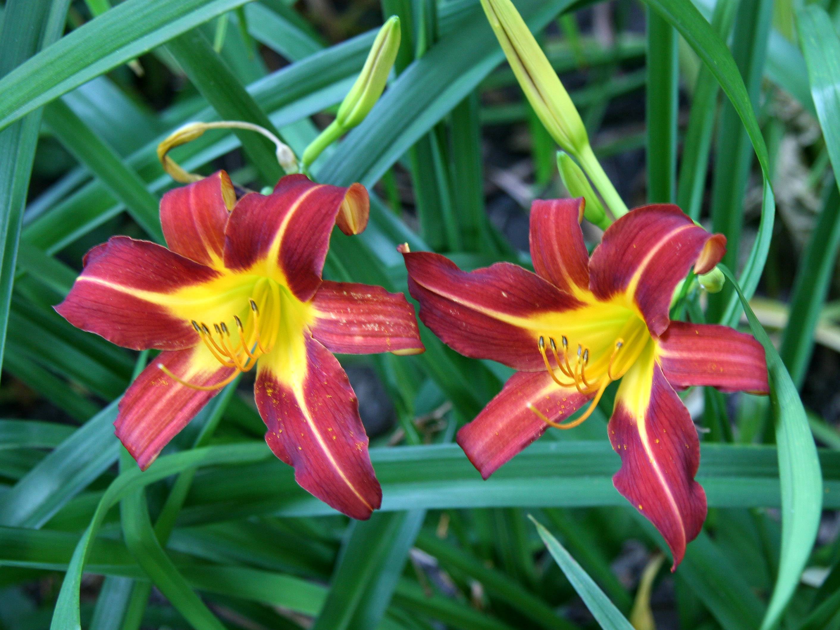 Day Lilies