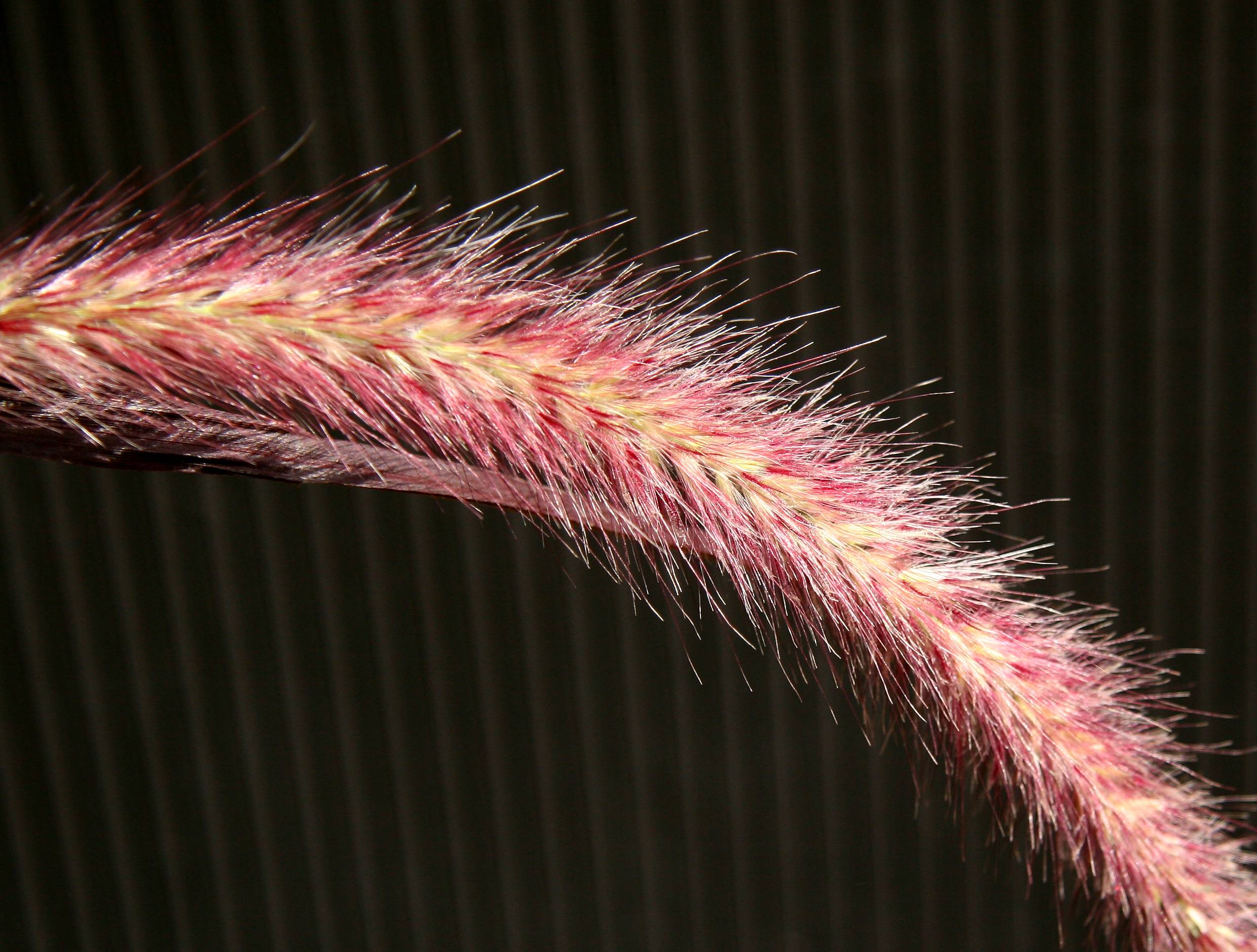 Red Grass Tail - NYU Sidewalk Garden