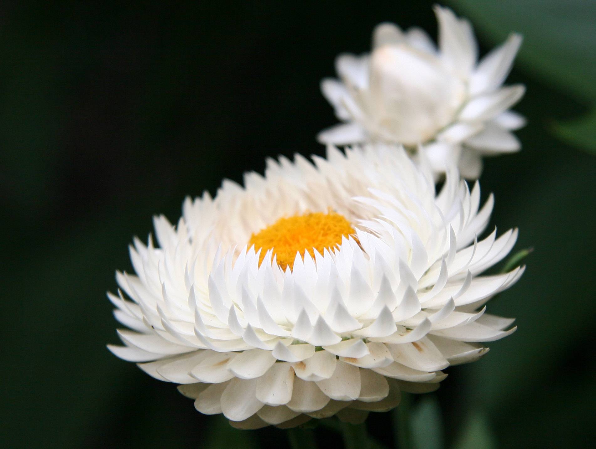 Callistephus chinensis?