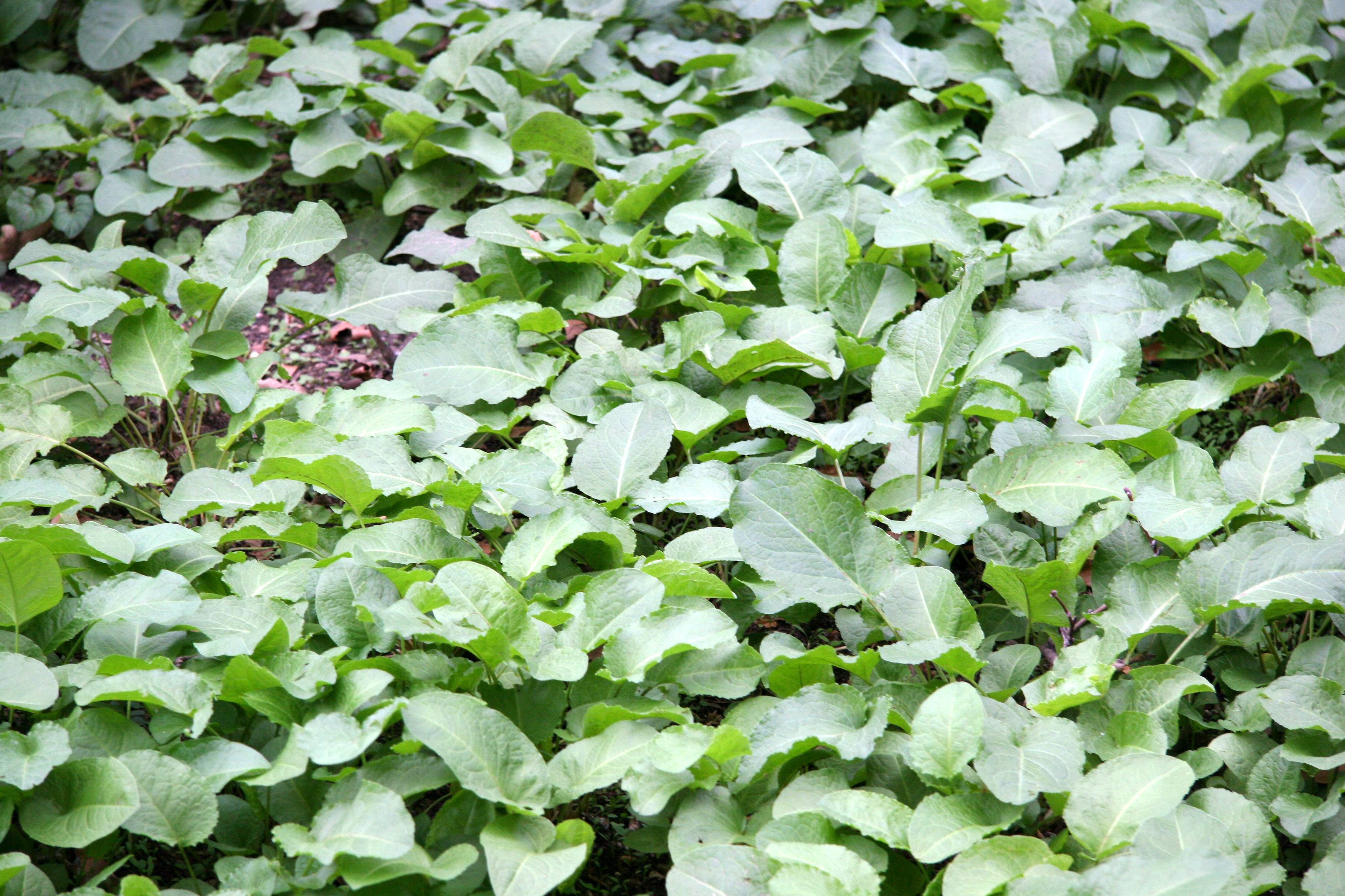 Unknown Ground Cover