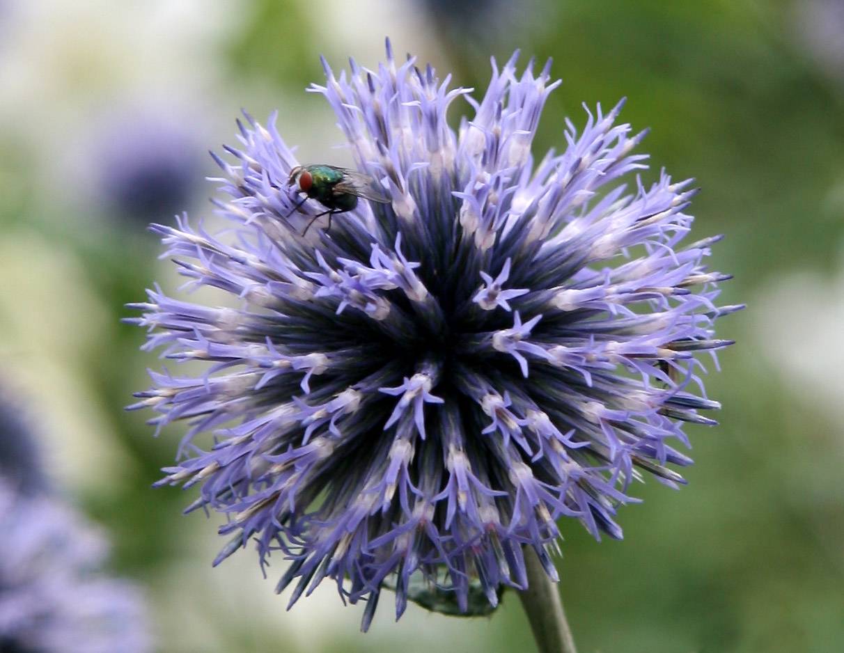 Echinops or Globe Thistle