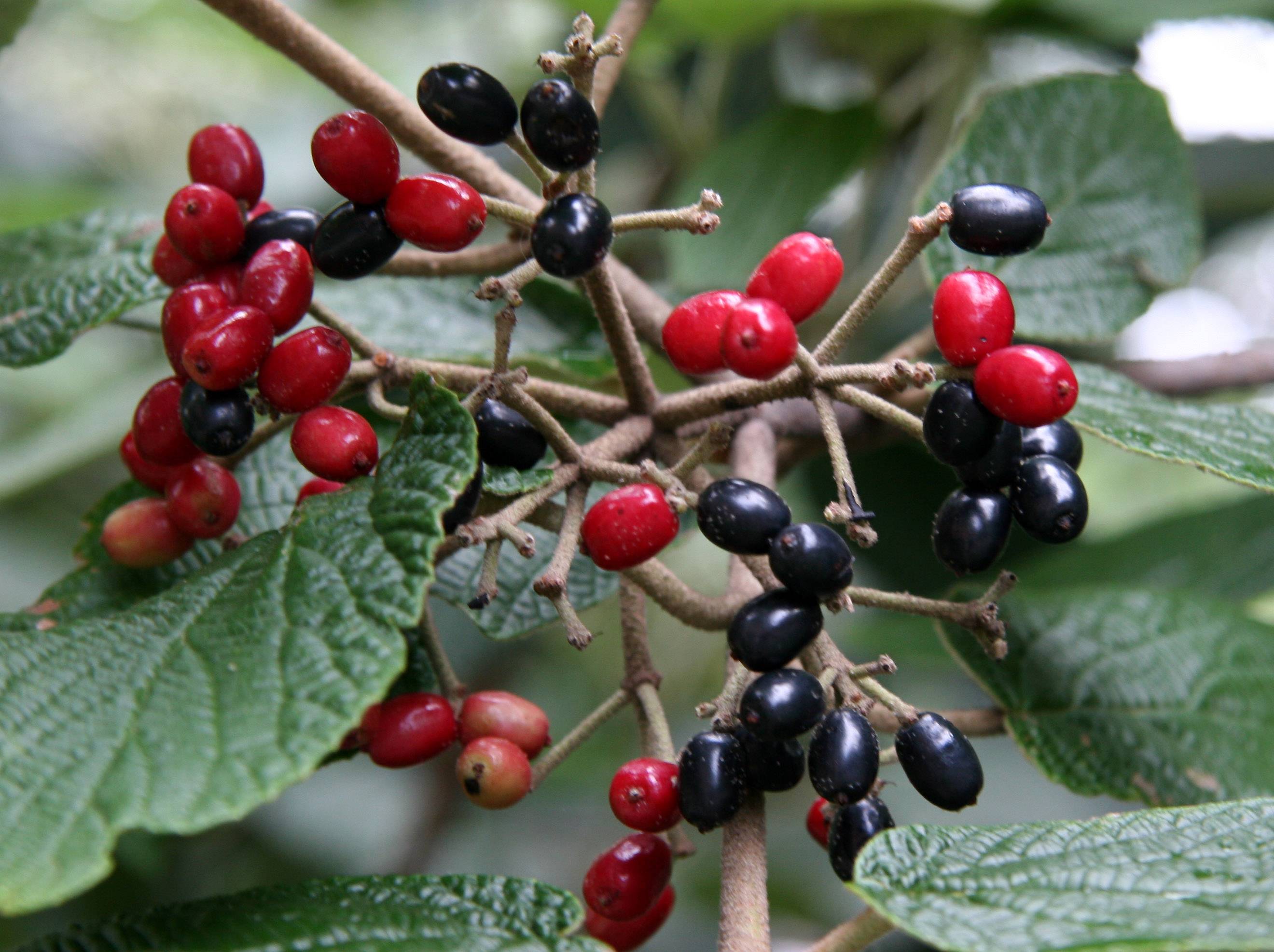 Viburnum Berries