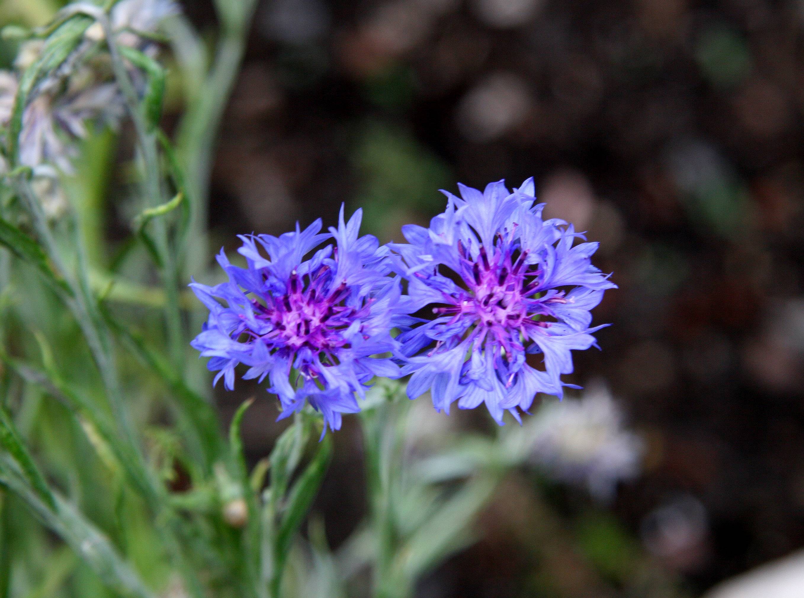 Stokesia
