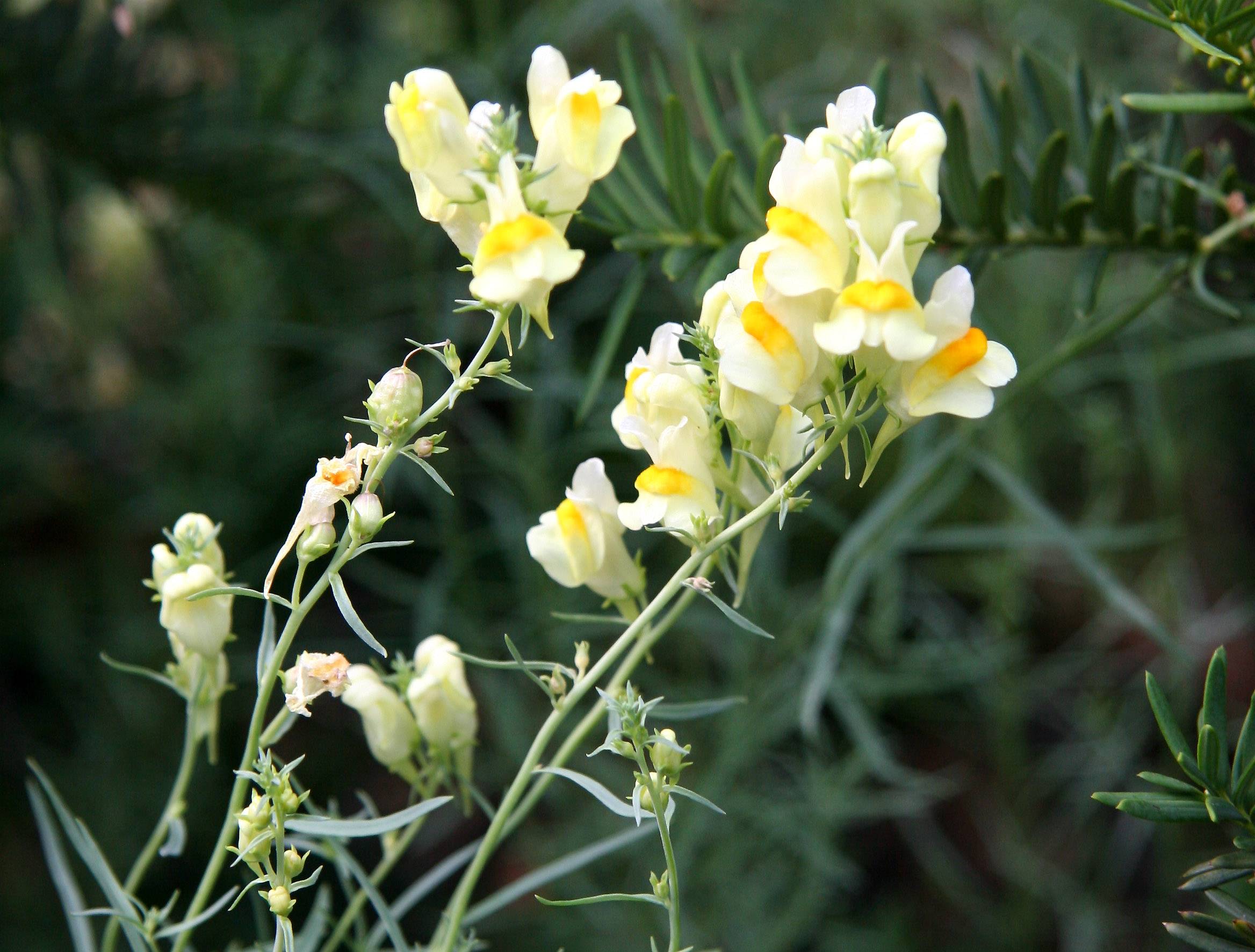Linaria