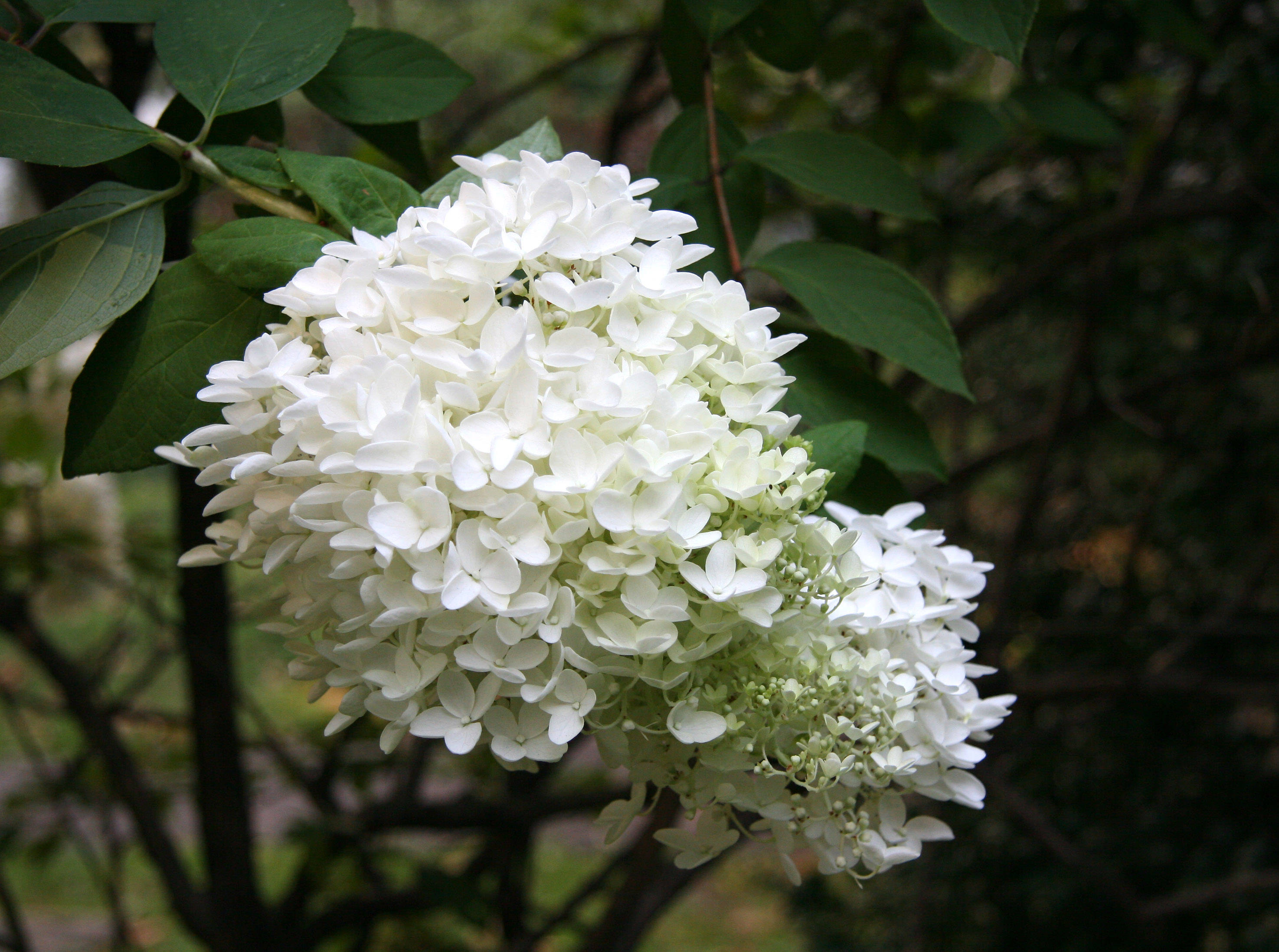 Hydrangea paniculata