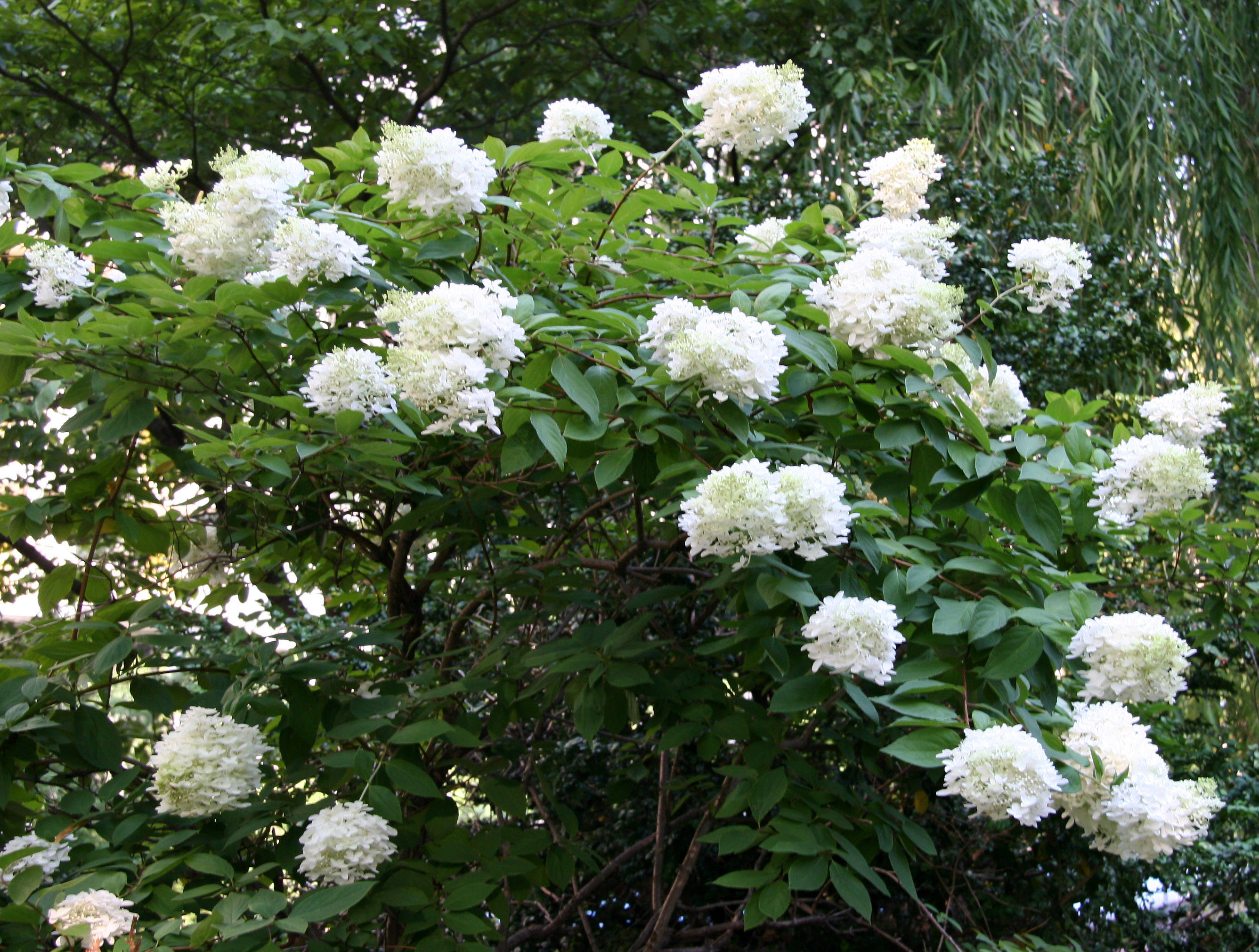 Hydrangea paniculata