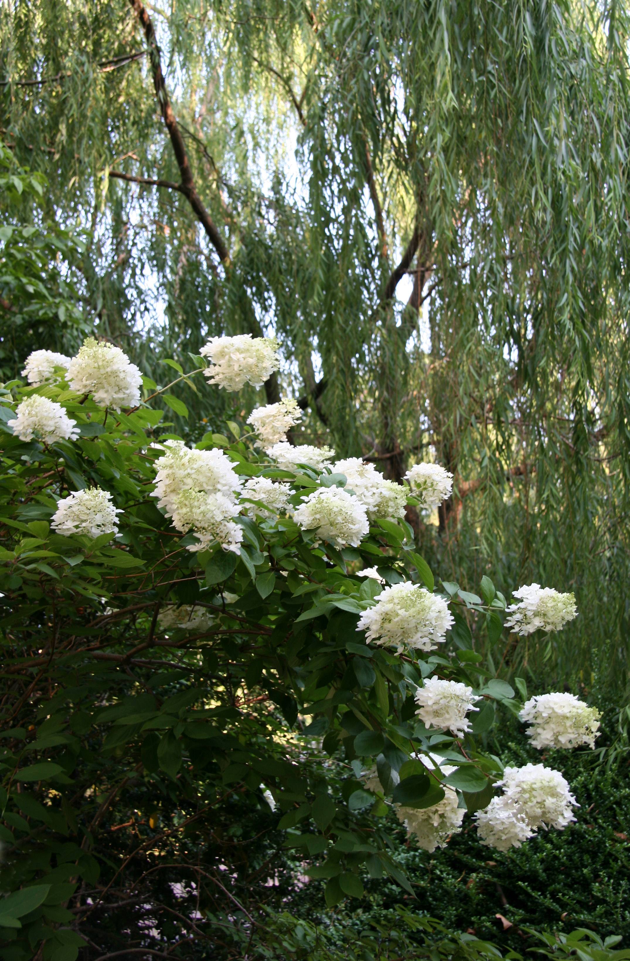Hydrangea paniculata & Willow Tree Foliage