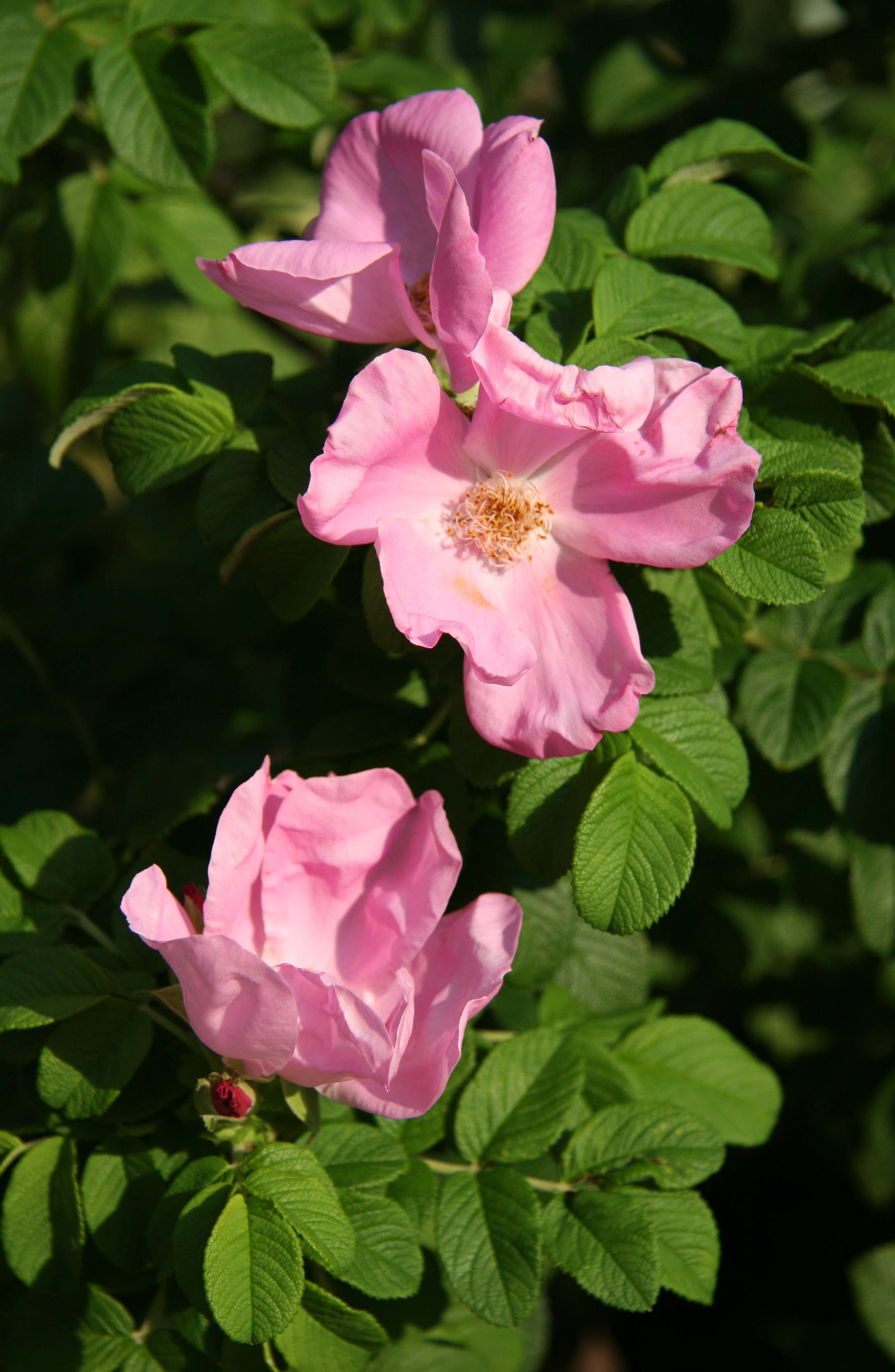 Rugosa Roses