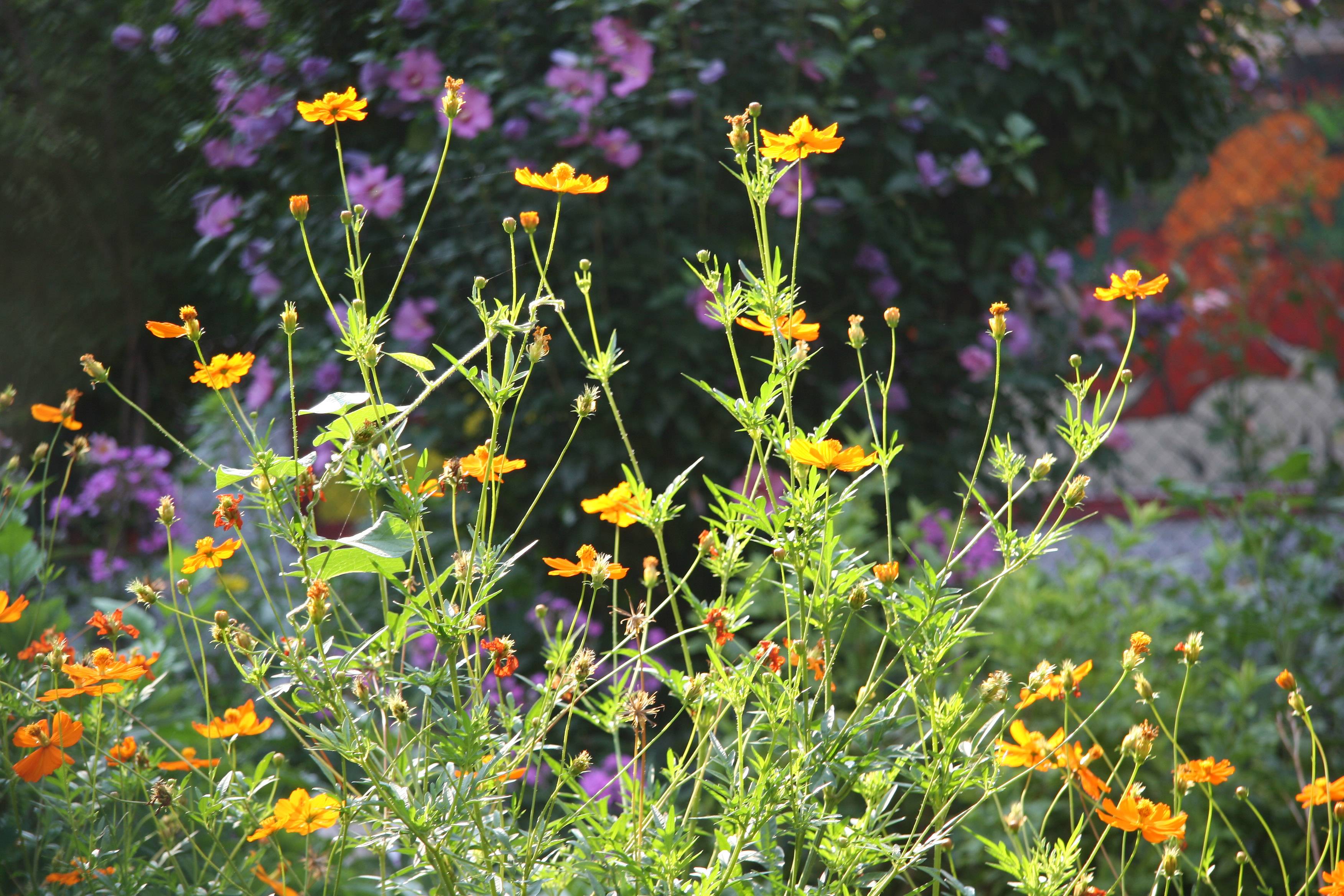 Coreopsis