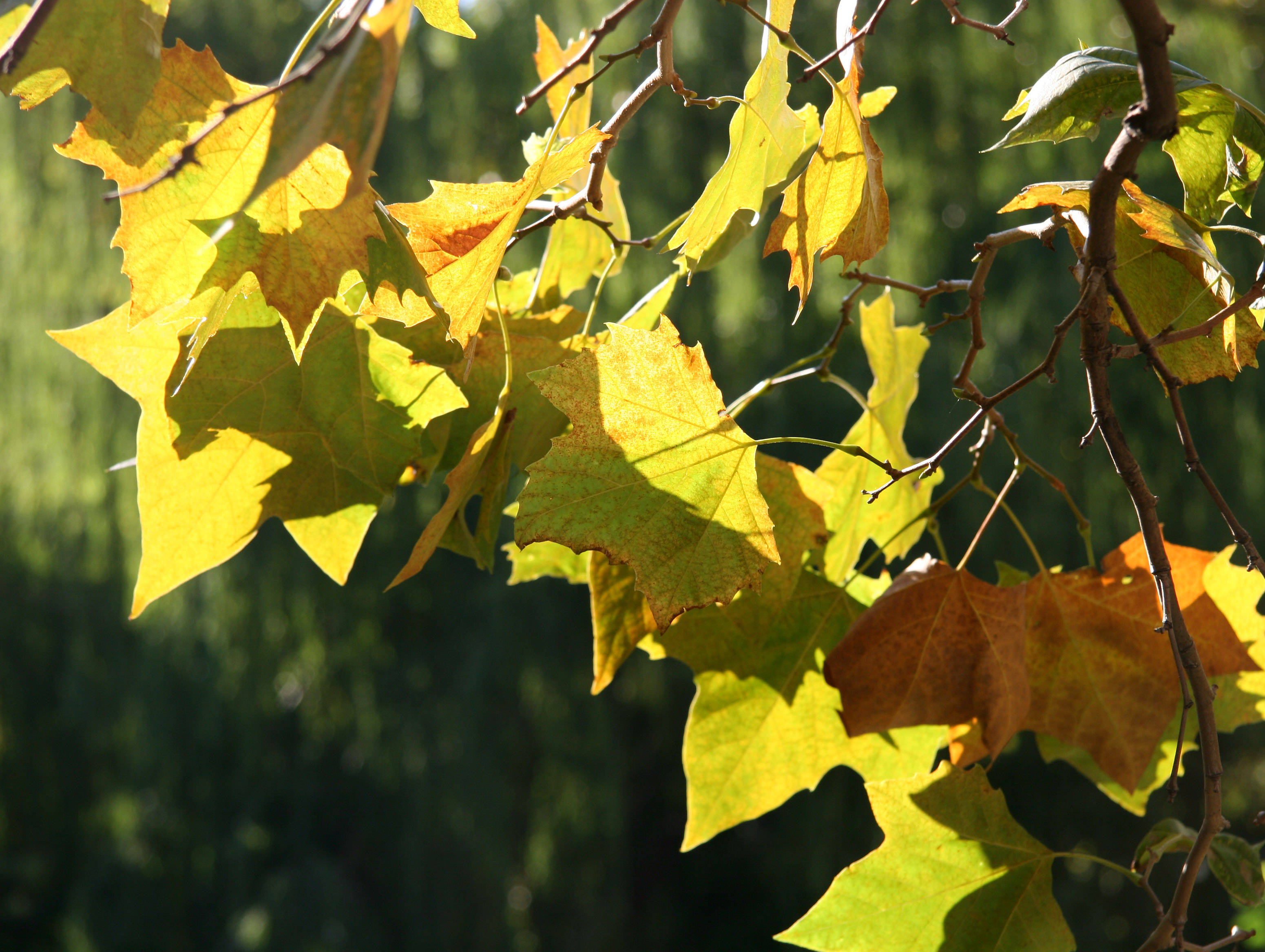 Sycamore Tree Foliage