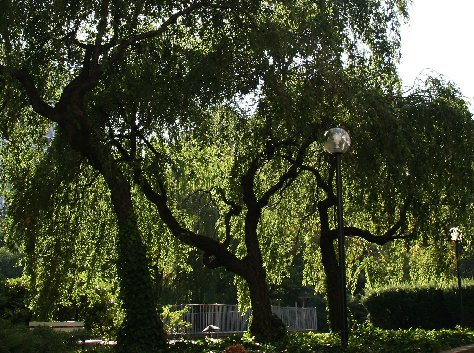 Weeping Cherry Trees