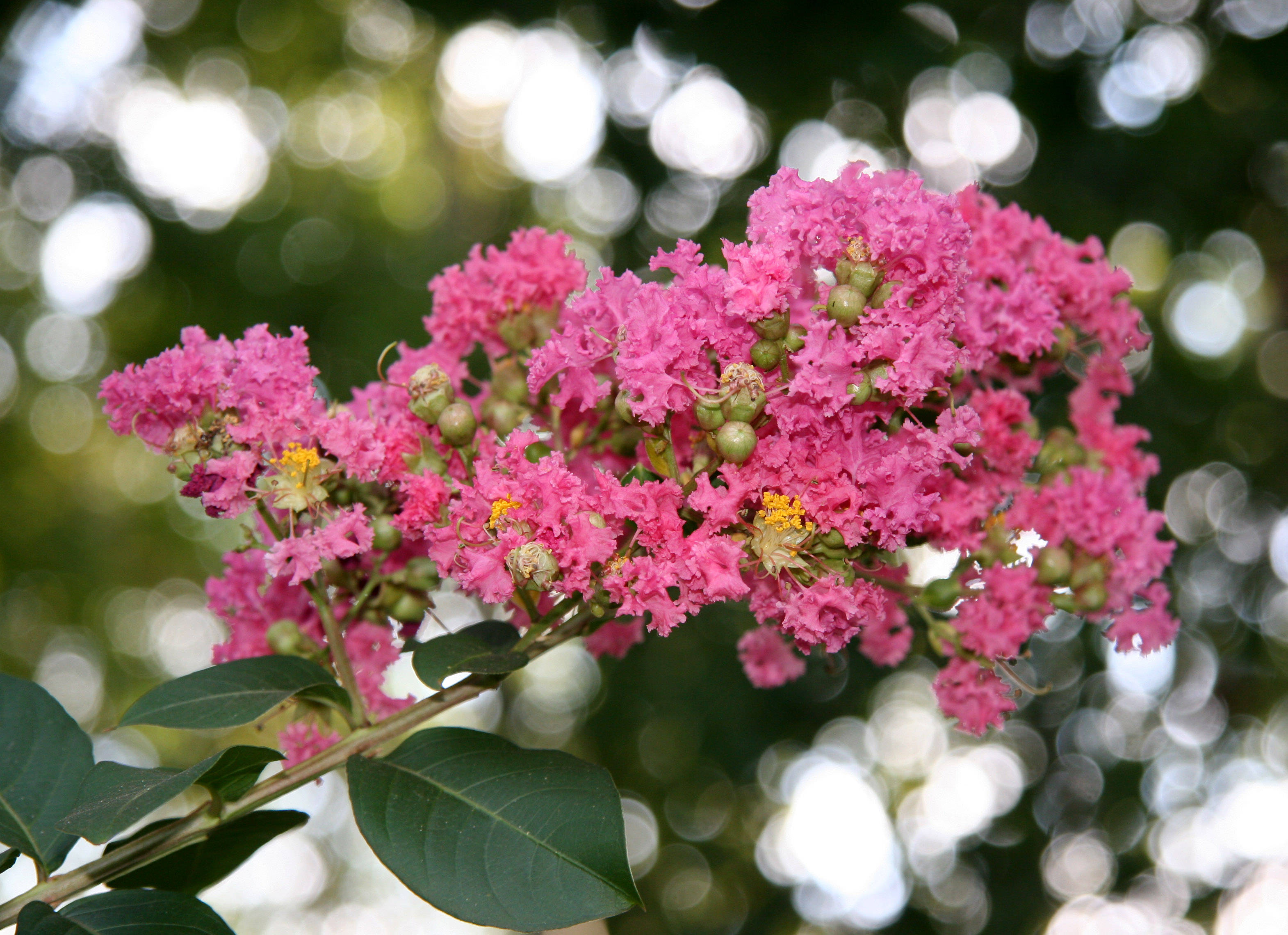 Crepe Myrtle Blossoms photo - Hubert Steed photos at pbase.com