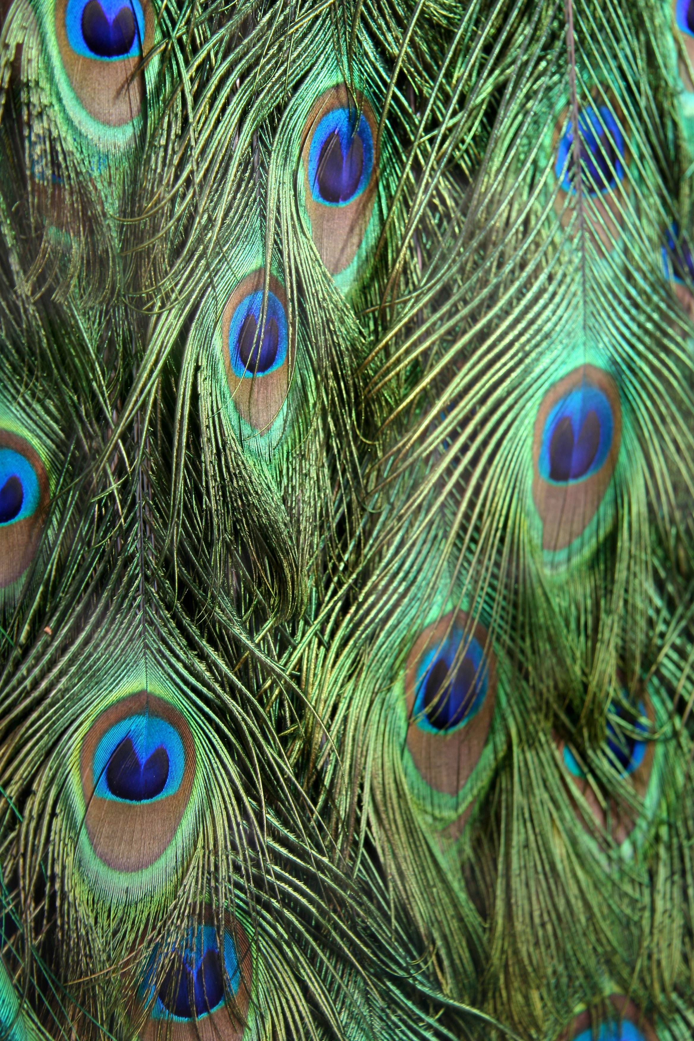 Aedes de Venustas Perfumery - Peacock Tail Plumage