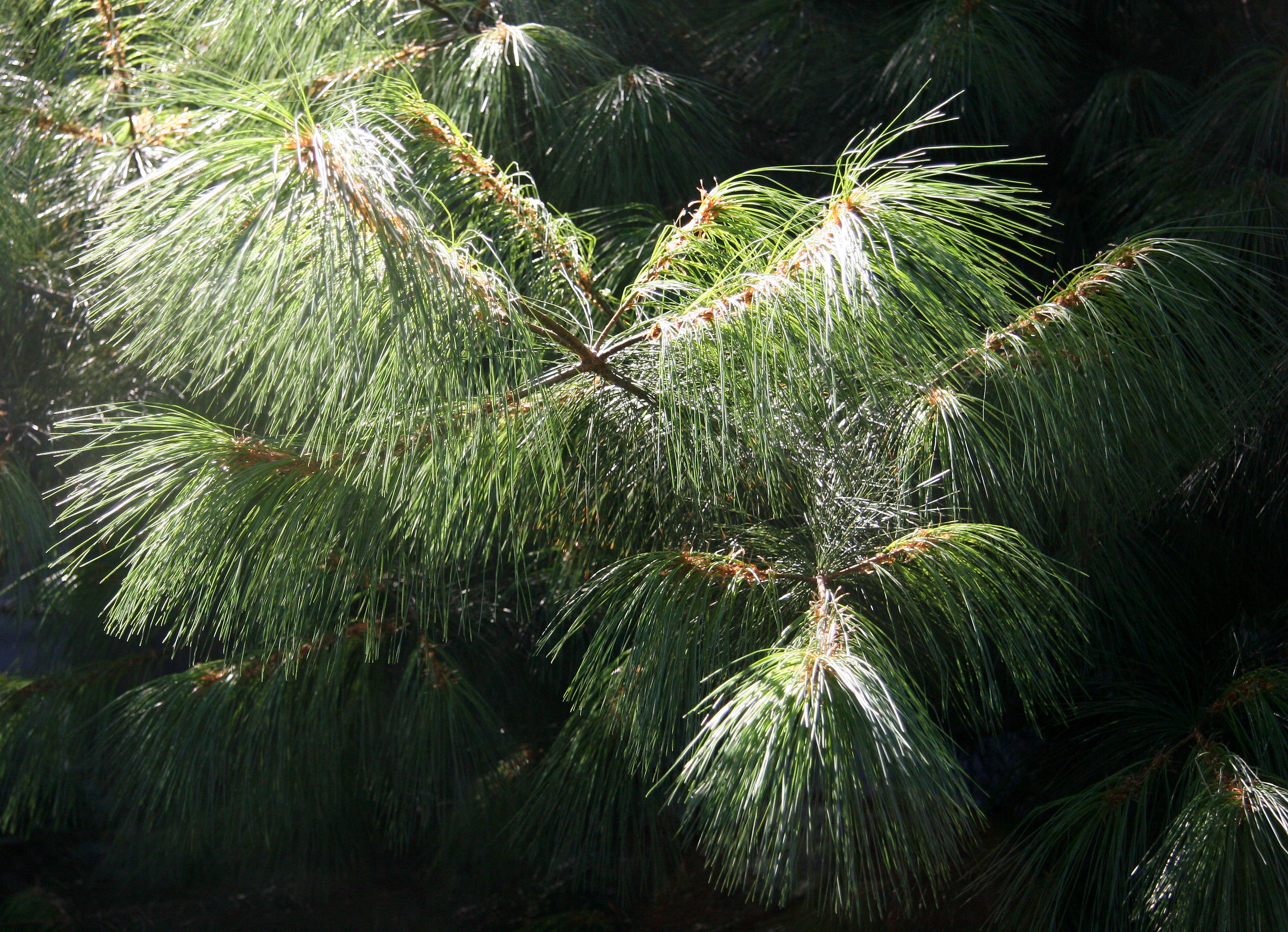 Morning Light on Long Needle Pine Tree Foliage