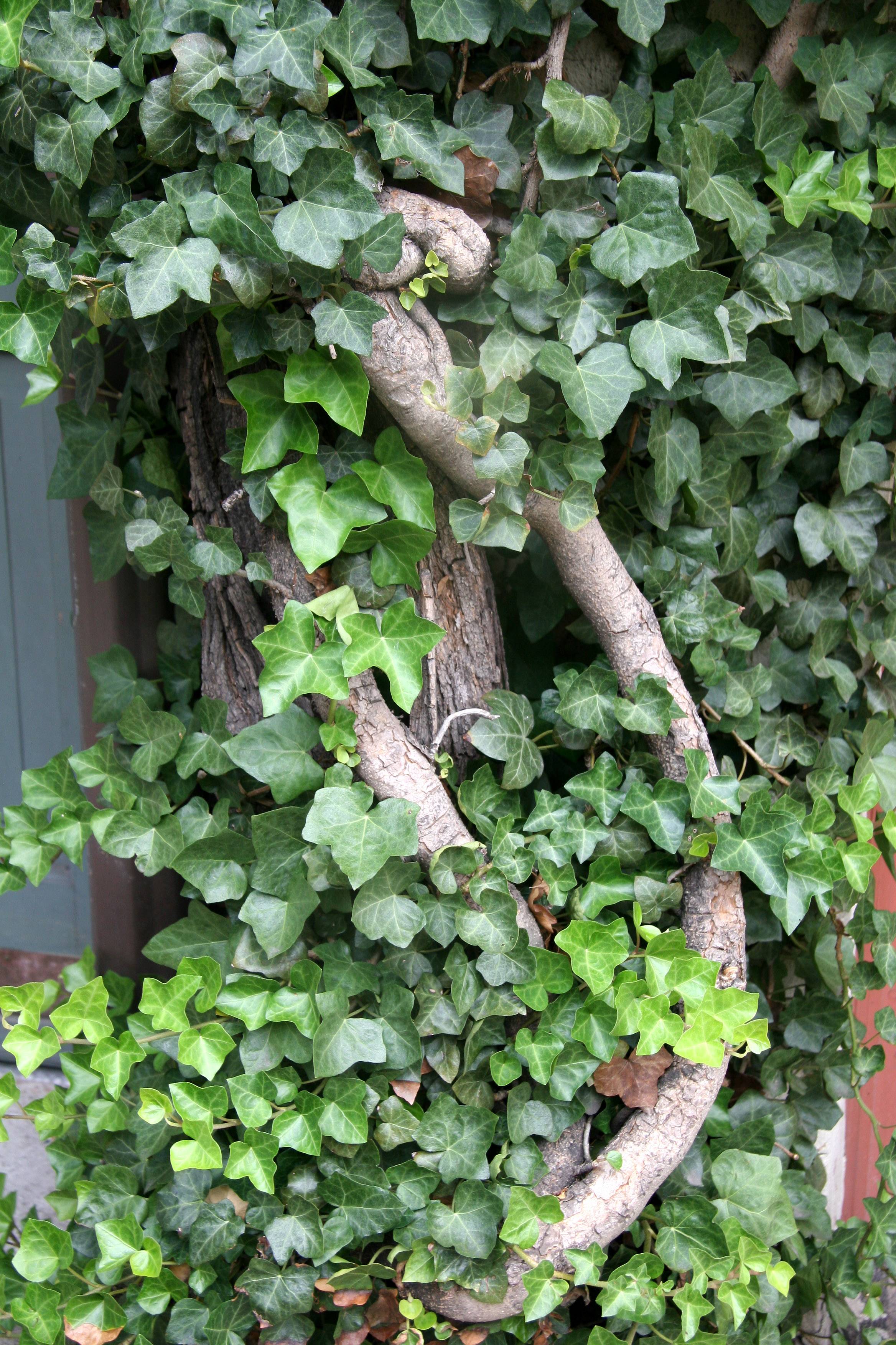 Ivy & Wisteria Vine