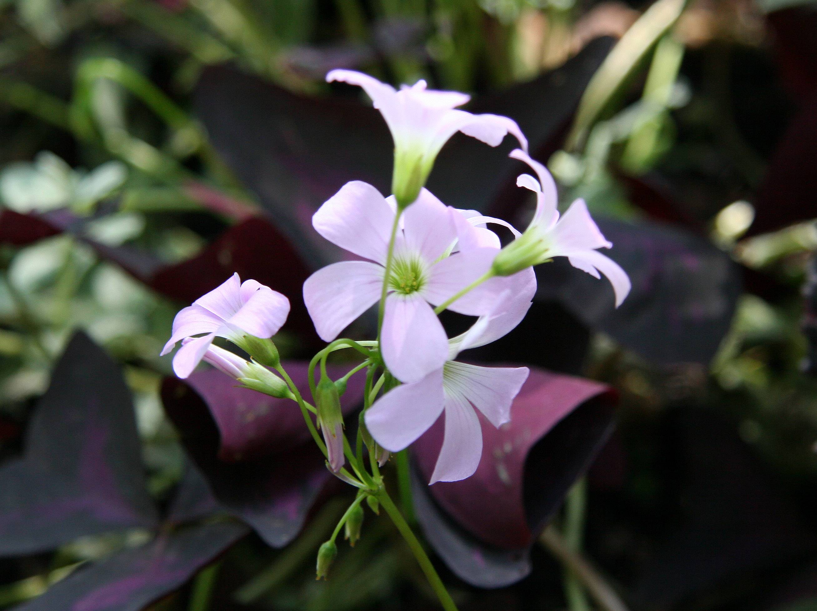 Oxalis