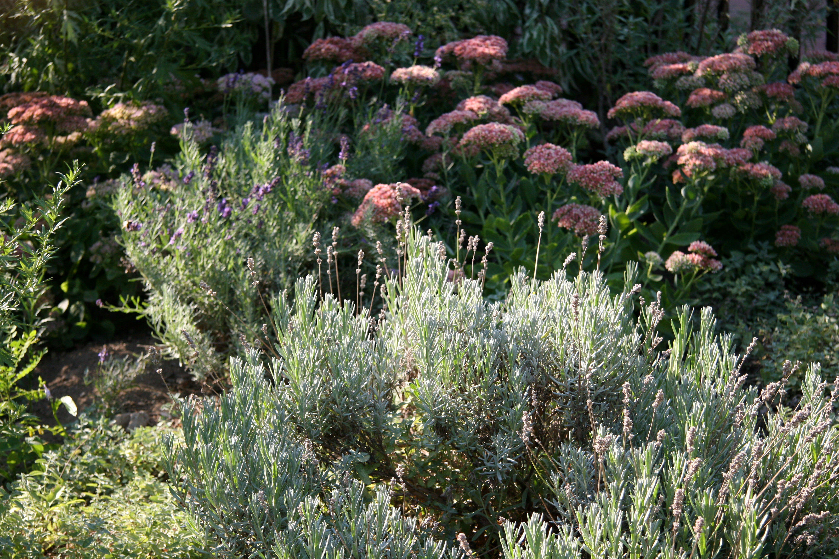 Lavender & Sedum