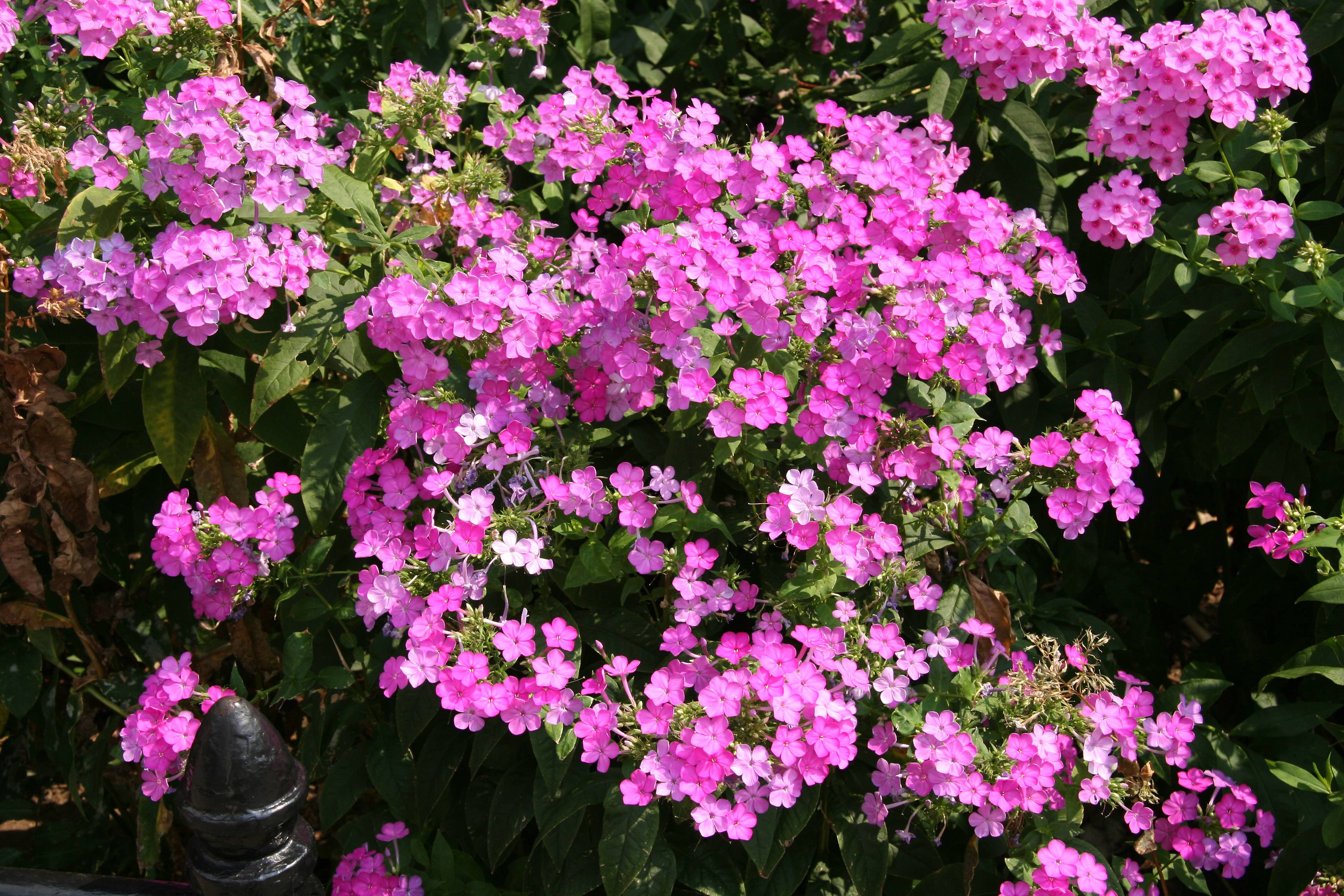 Phlox