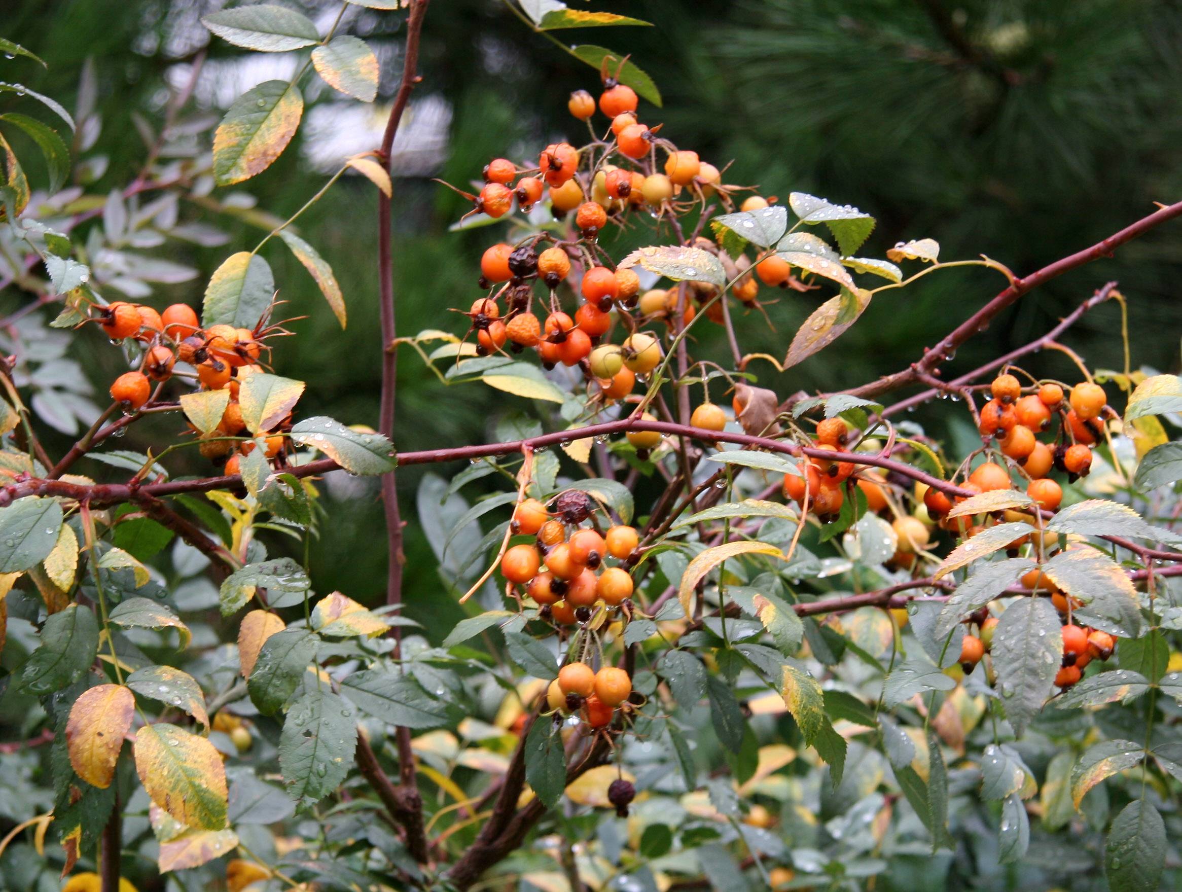 Glauca Rose Hips