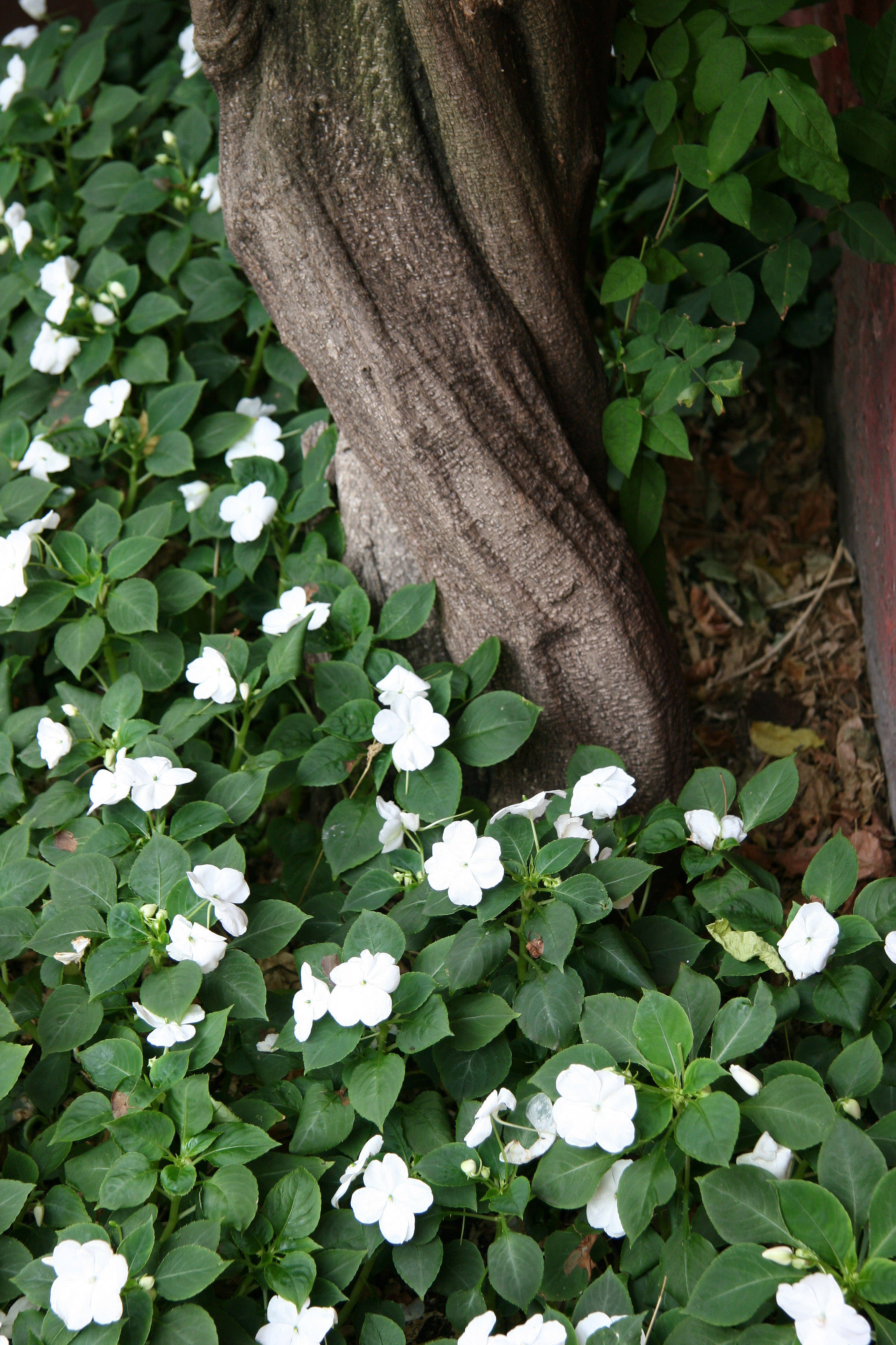 Wisteria Vine Trunk & Impatiens