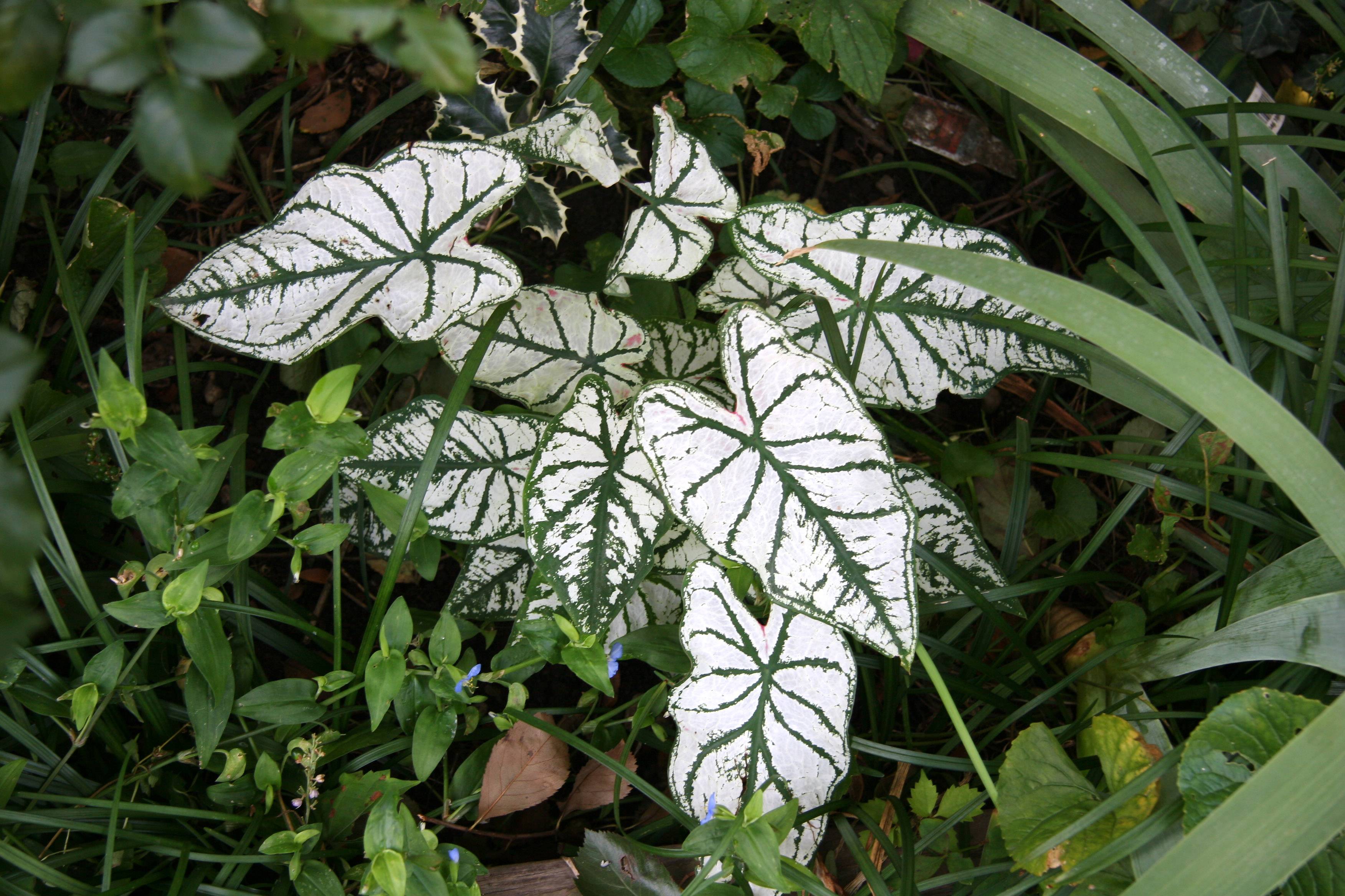 Caladium