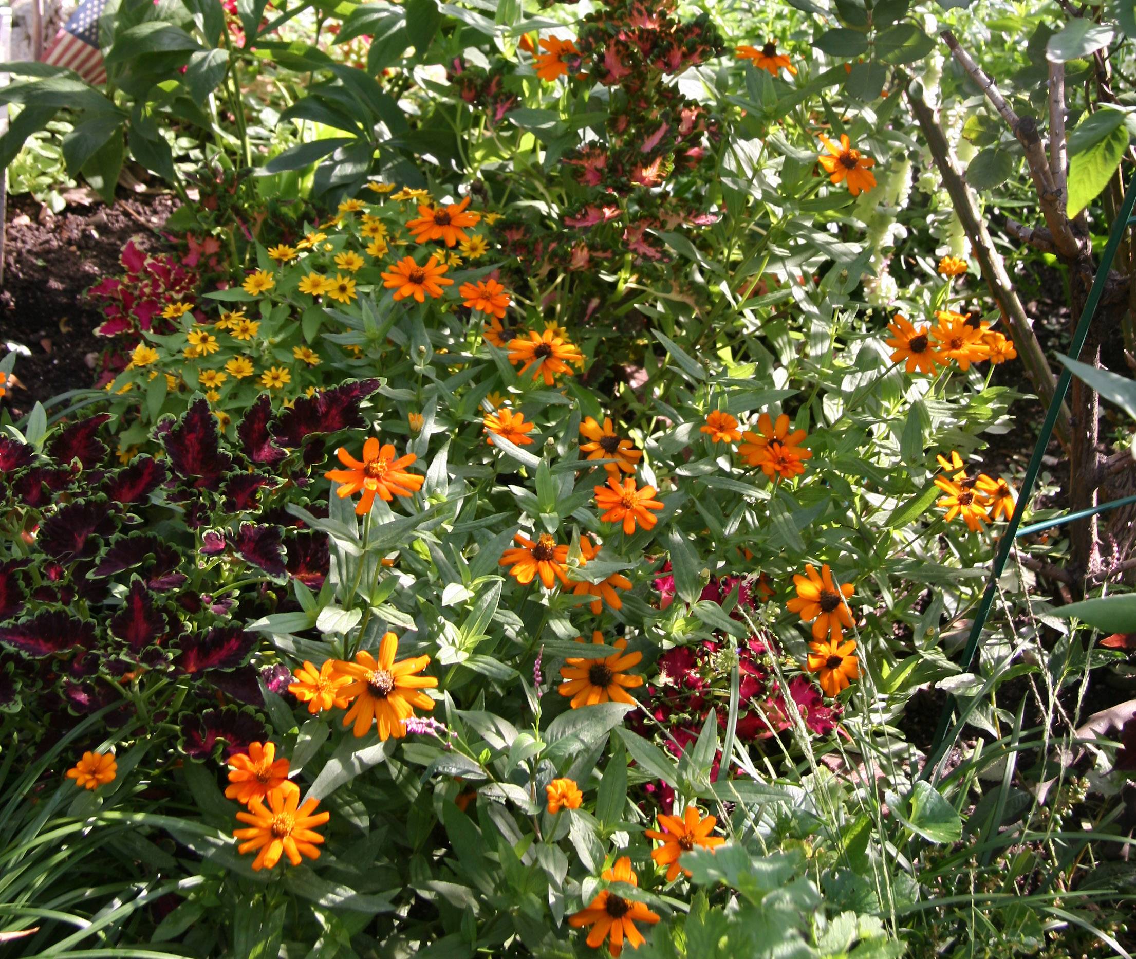 Garden Plot of Asters