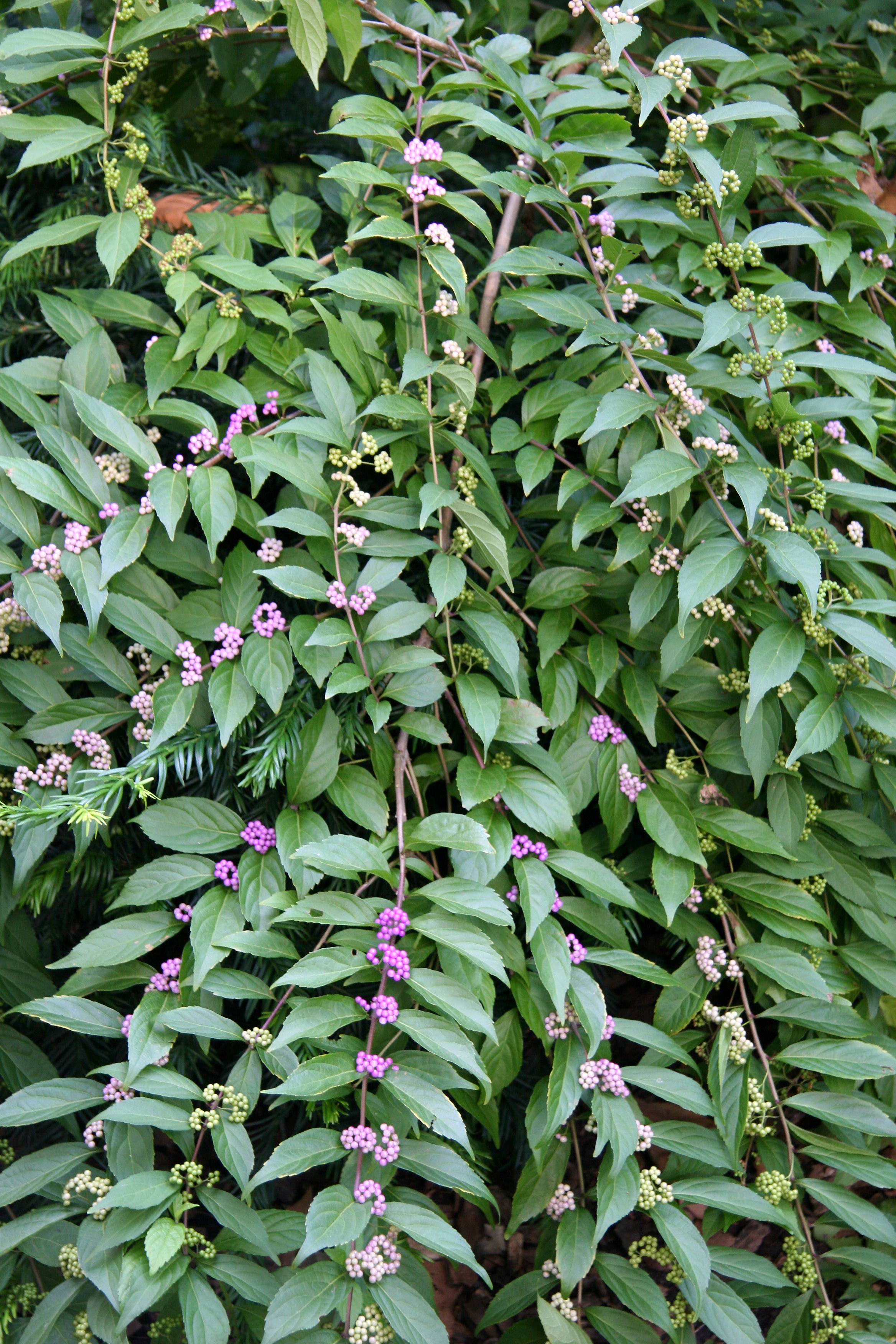 Calicarpa - Beauty Berry Bush