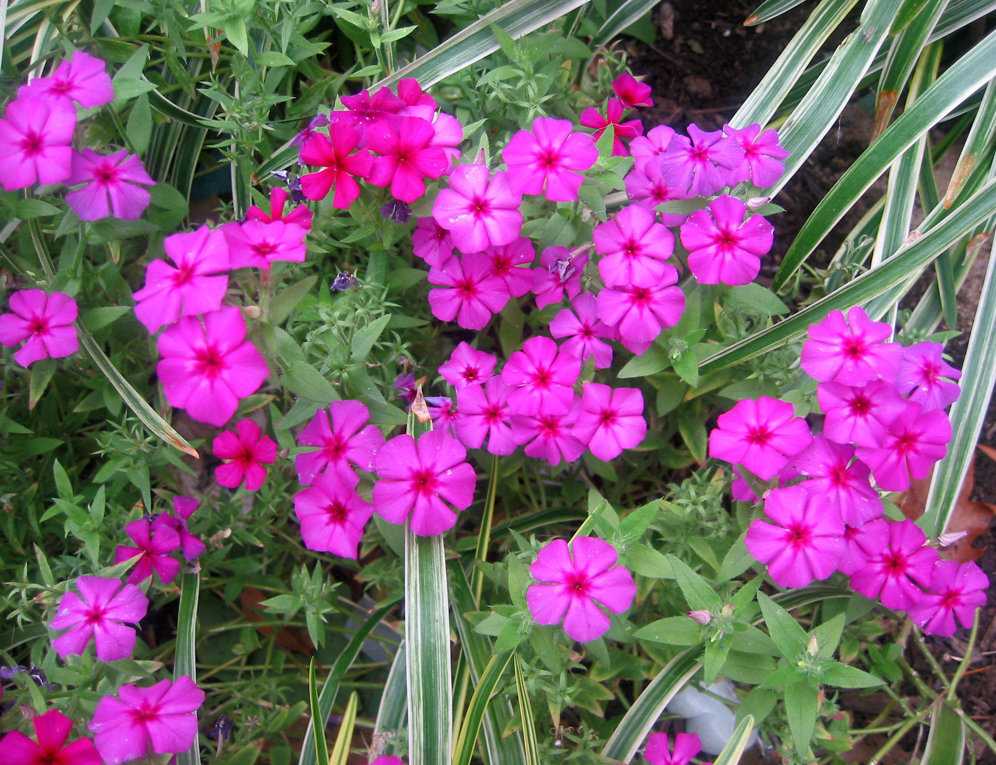 Pink Phlox
