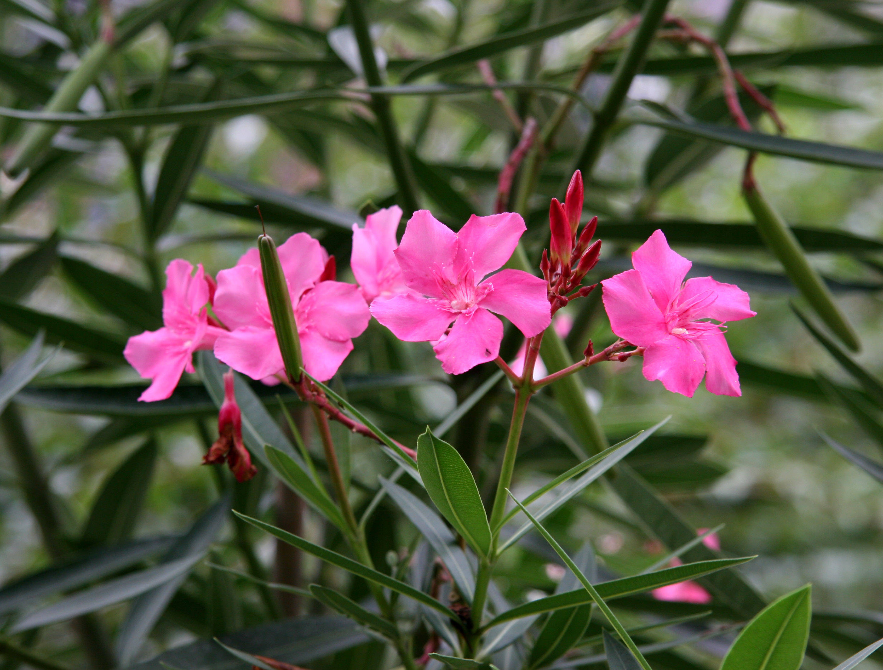 Oleander