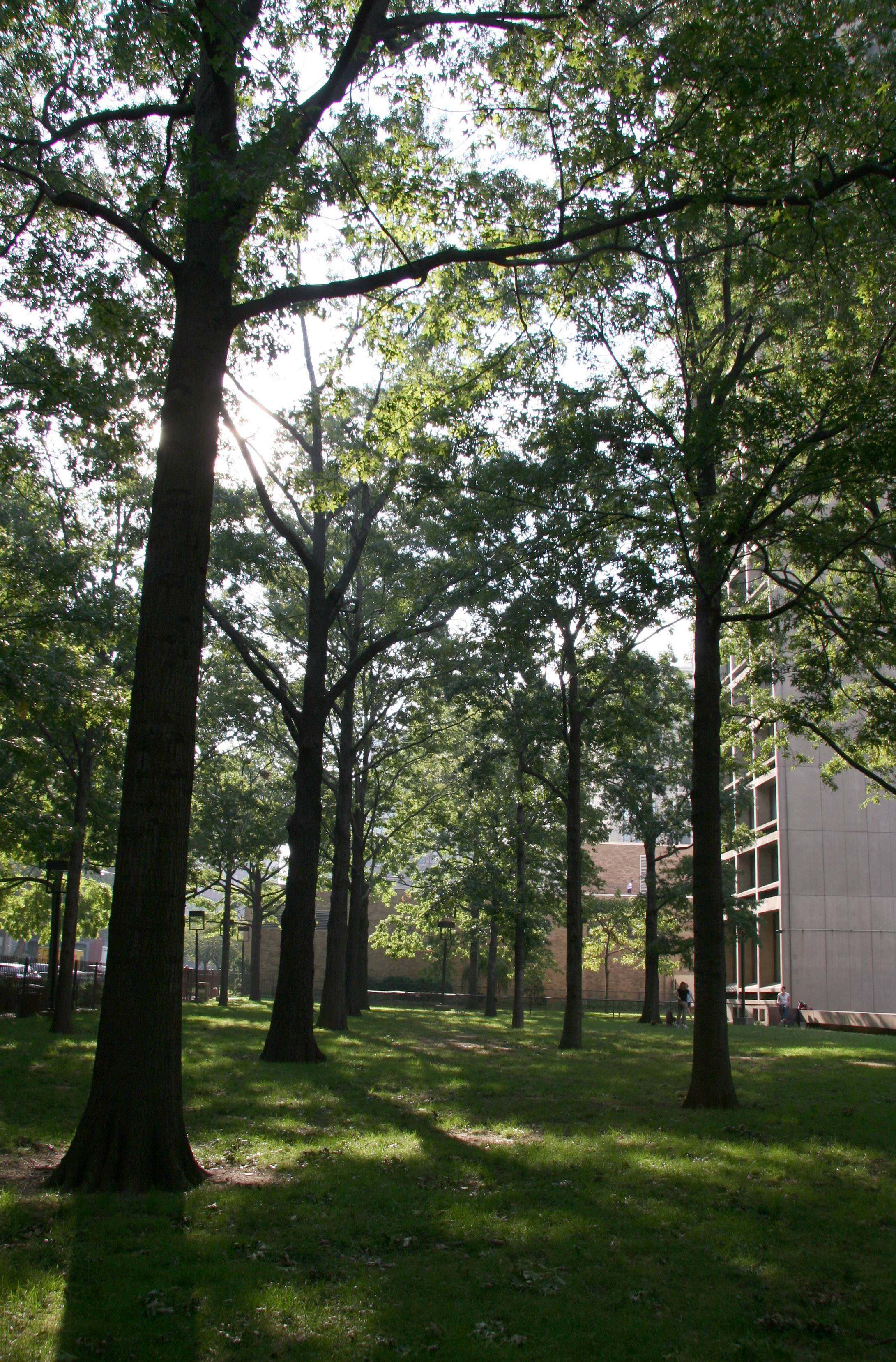 Oak Tree Stand - NYU Silver Towers Residence Garden