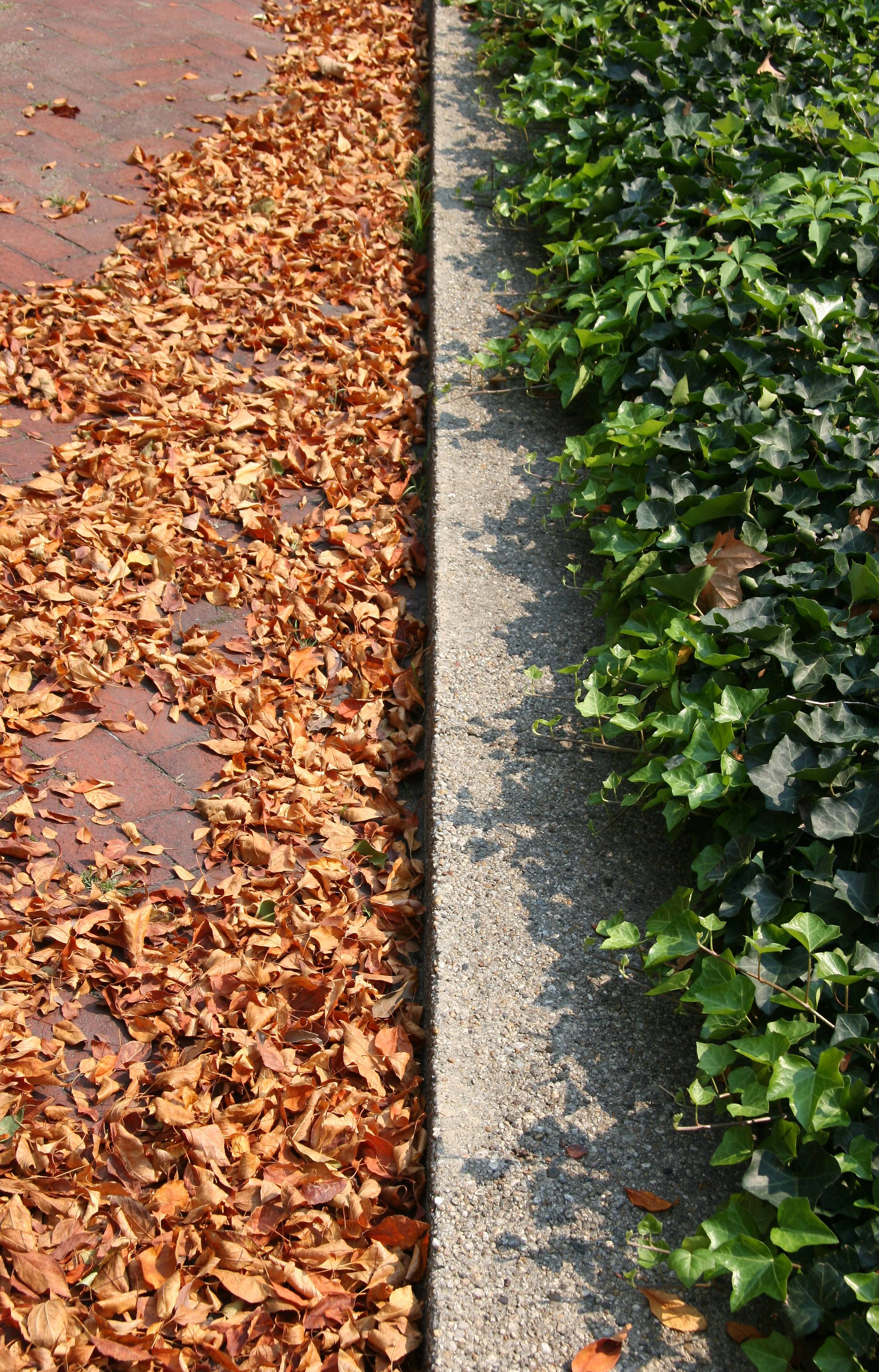 Ivy & Crab Apple Foliage