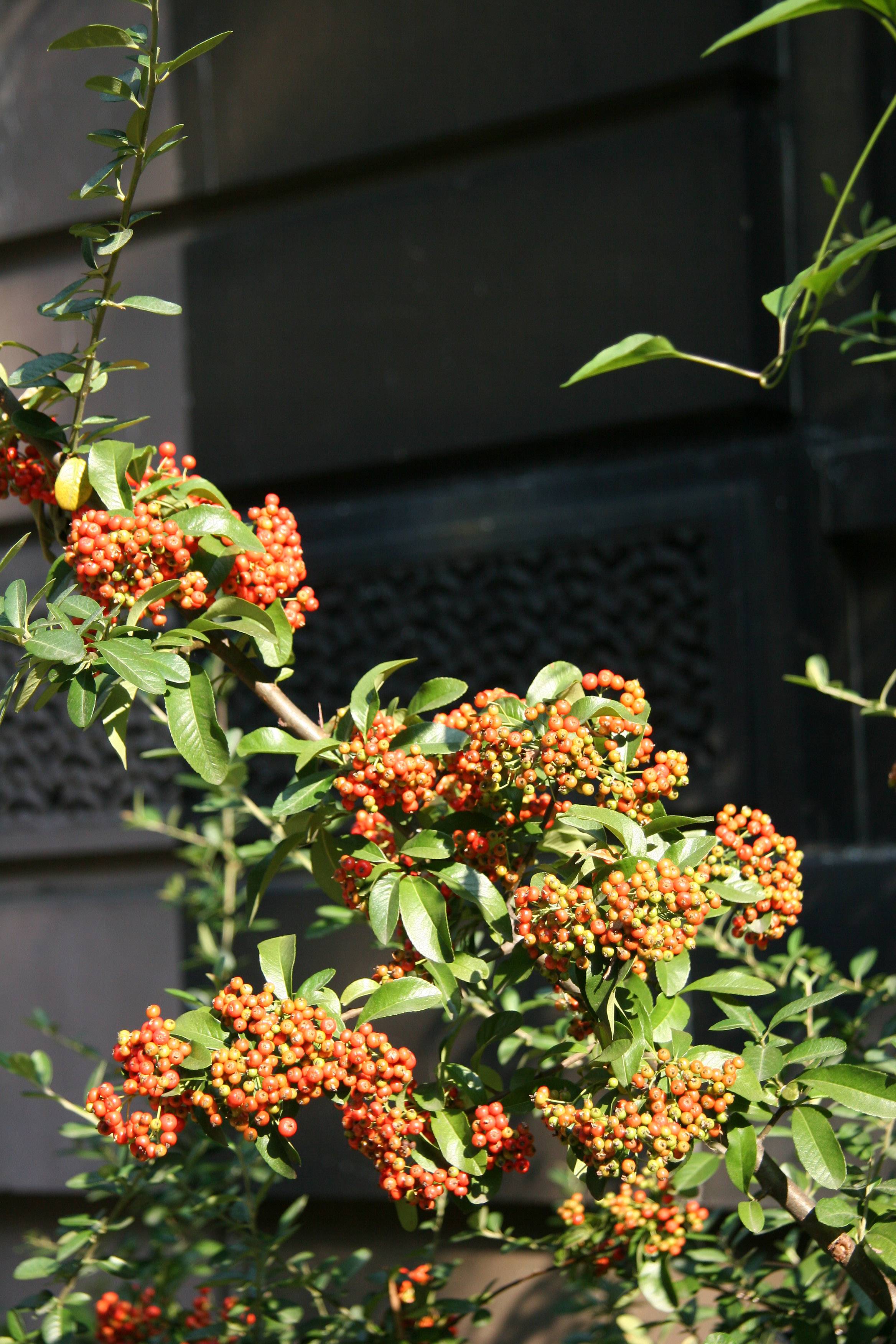 Pyracantha Berries