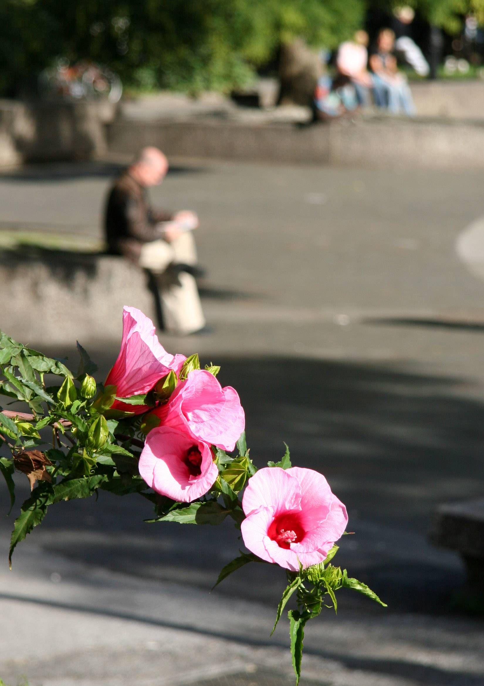 Hibiscus