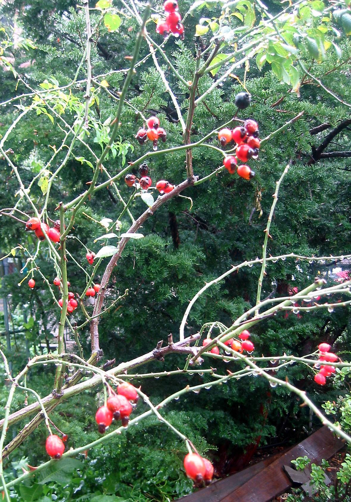 Rose Hips in the Rain