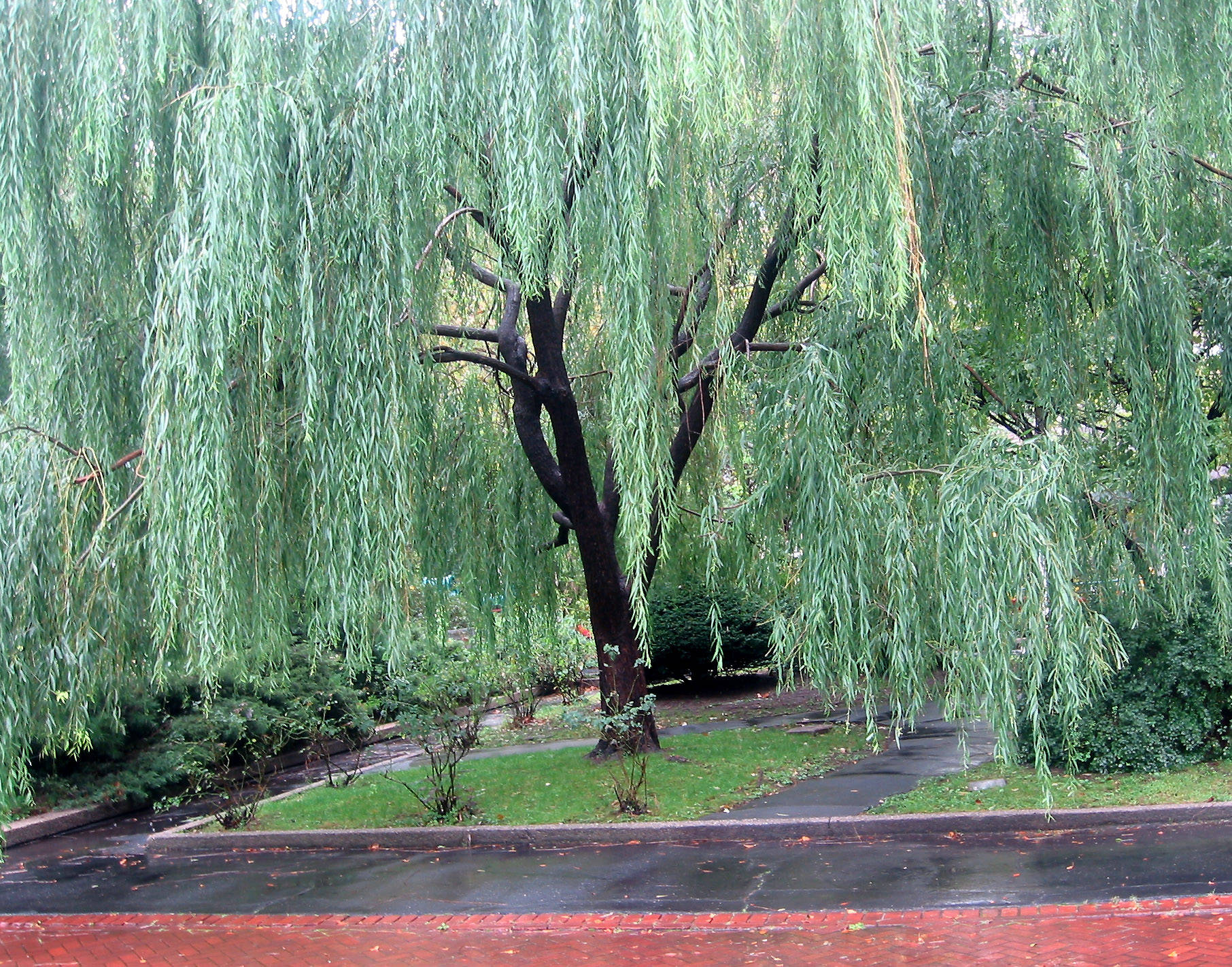 Willow Tree in the Rain