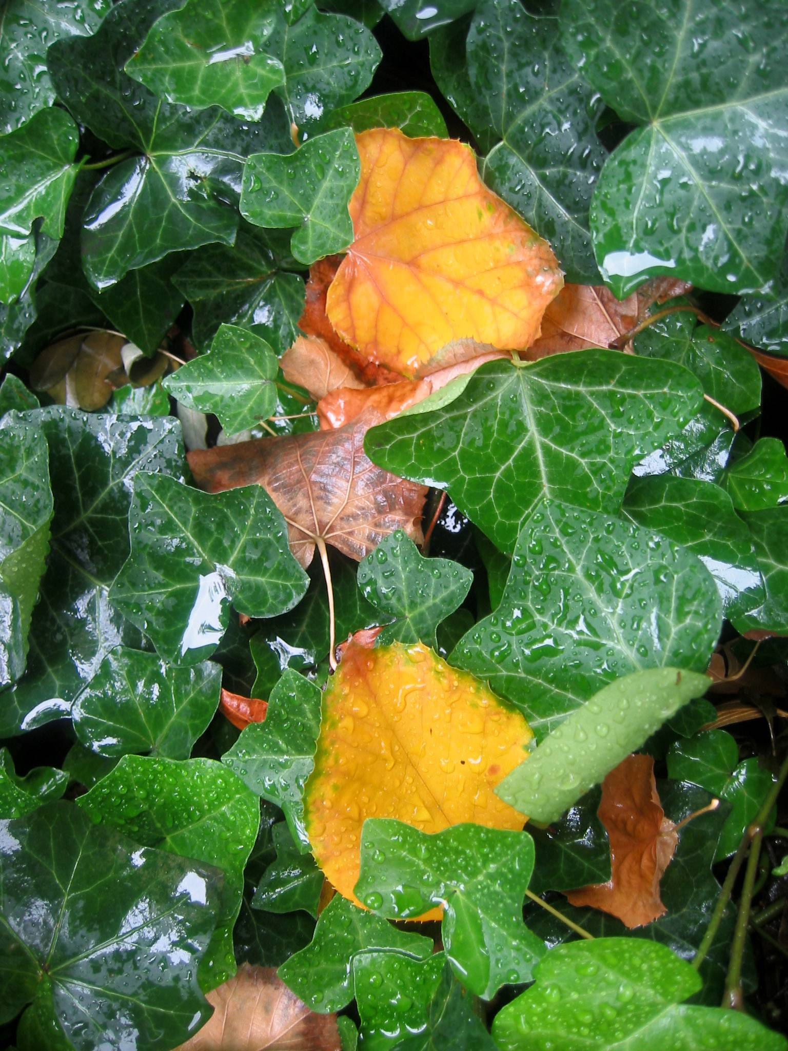Linden Leaves on a Bed of Ivy