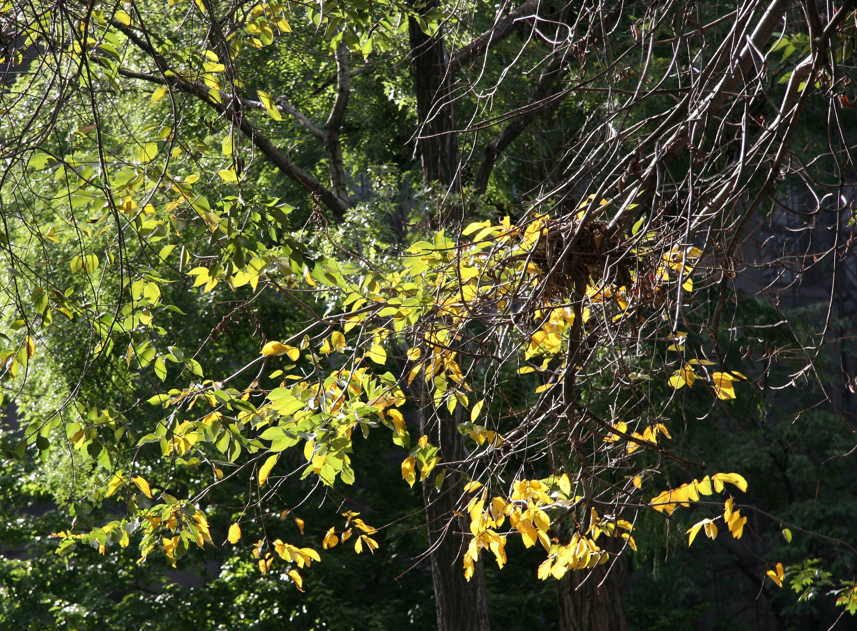 American Elm Foliage and a Squirrels Nest