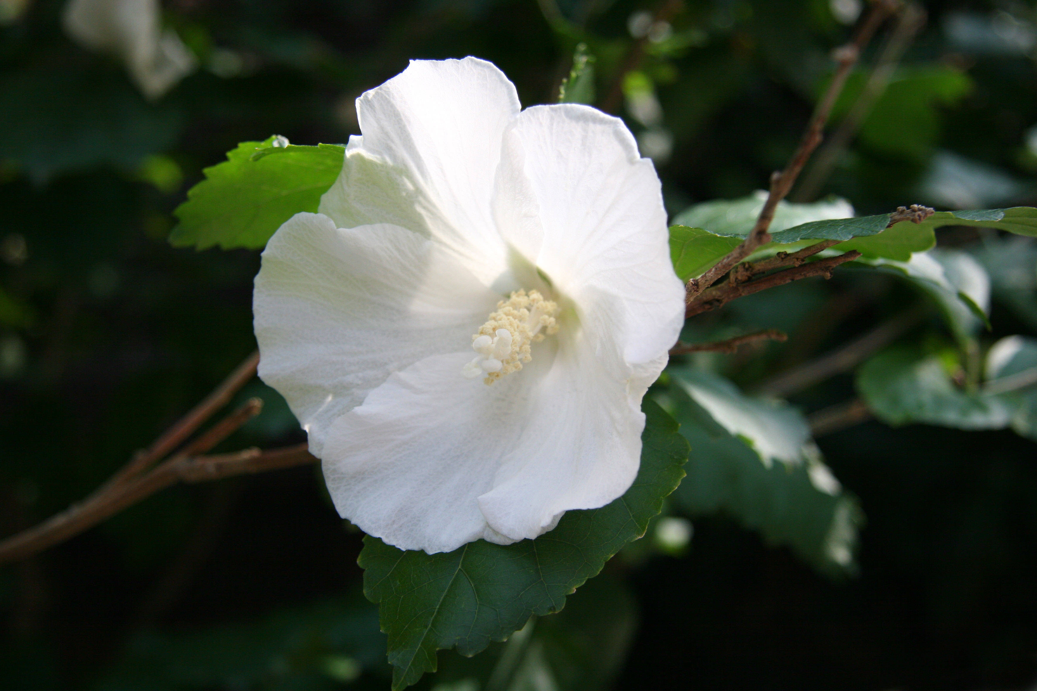 Hibiscus - Ascension Church Garden