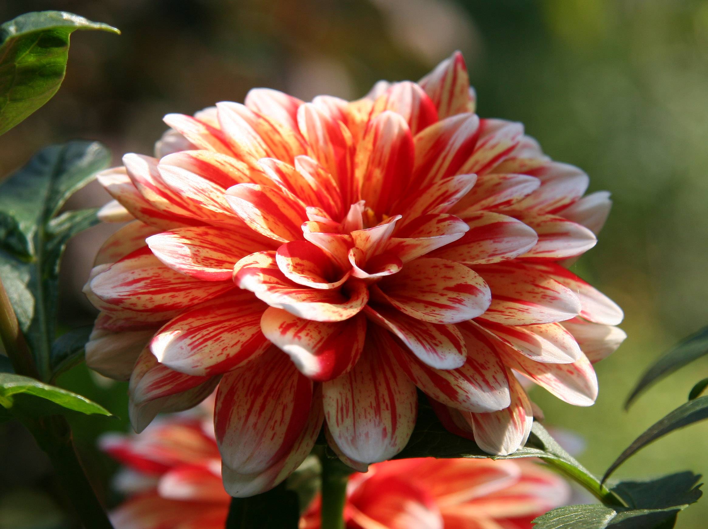 Orange & White Dahlias